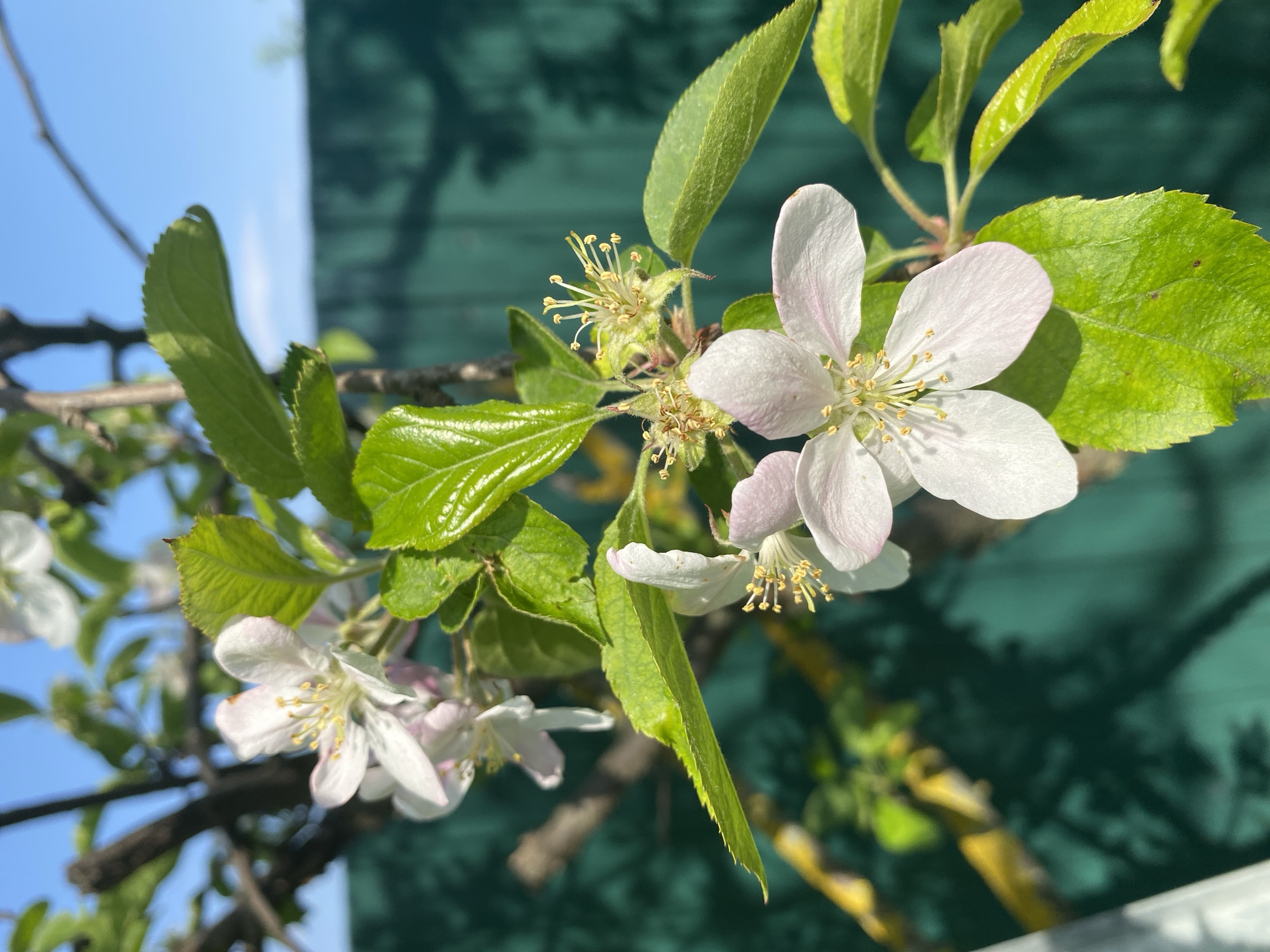The image shows a close-up of flowering apple blossoms on a branch. The flowers are mostly white with a slight pink hue, and the leaves are bright green. The background is a combination of blue sky and a green surface, possibly a wall or fence, with shadows cast upon it. The scene appears to be outdoors, likely in a garden or orchard. The presence of apple blossoms indicates the season is likely spring. There are no people visible in the frame. The image provides no indication of being specifically located in the city of Oblivskaya, Russia.