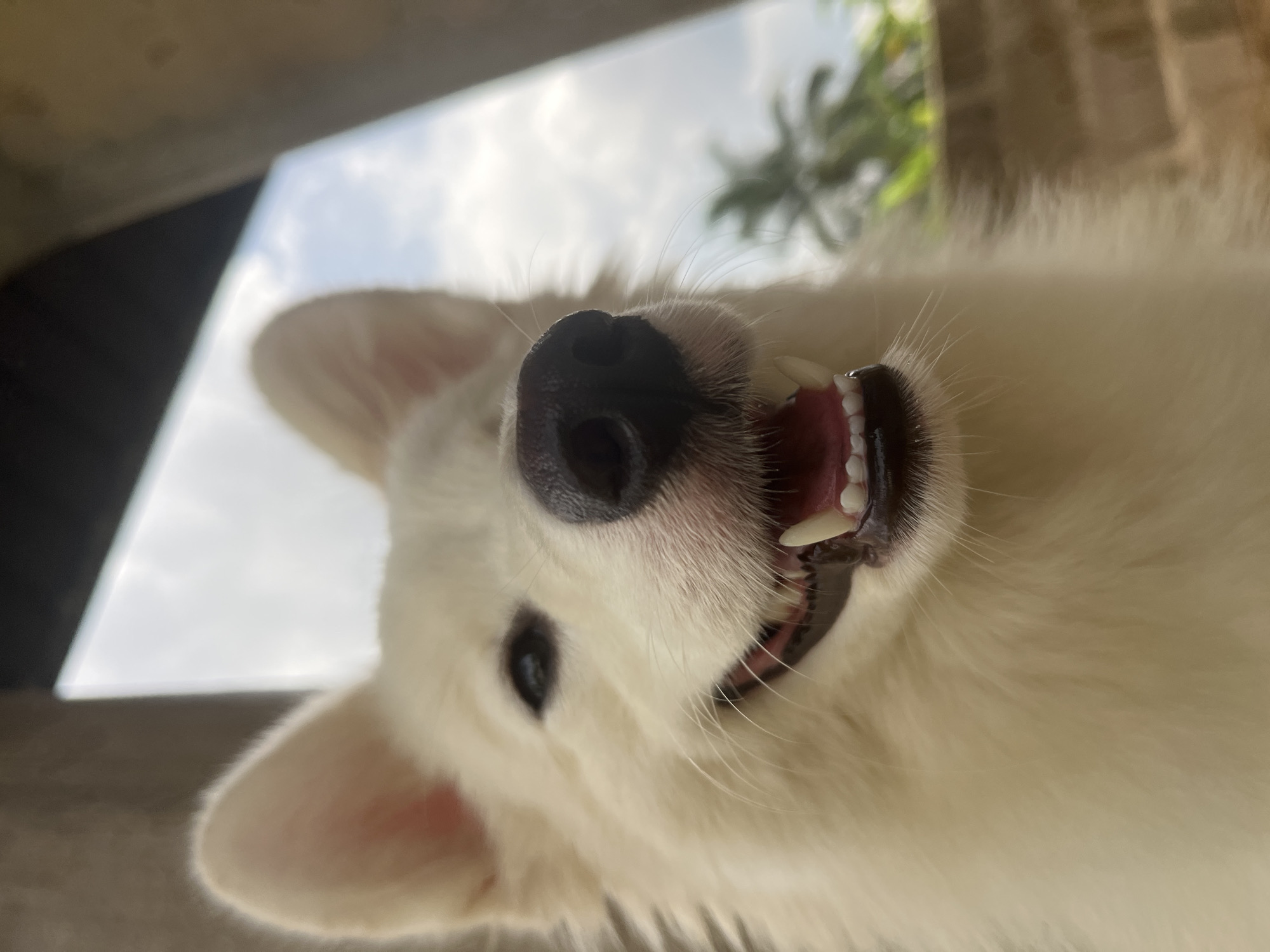 A white, fluffy dog is looking directly into the camera from a low angle, showing its nose, mouth, and teeth. The dog appears to be lying on its back. The background includes glimpses of a cloudy sky, greenery (possibly a palm tree), and a structure of some sort. There is no information about the city of Ikot Ekpene, Nigeria.