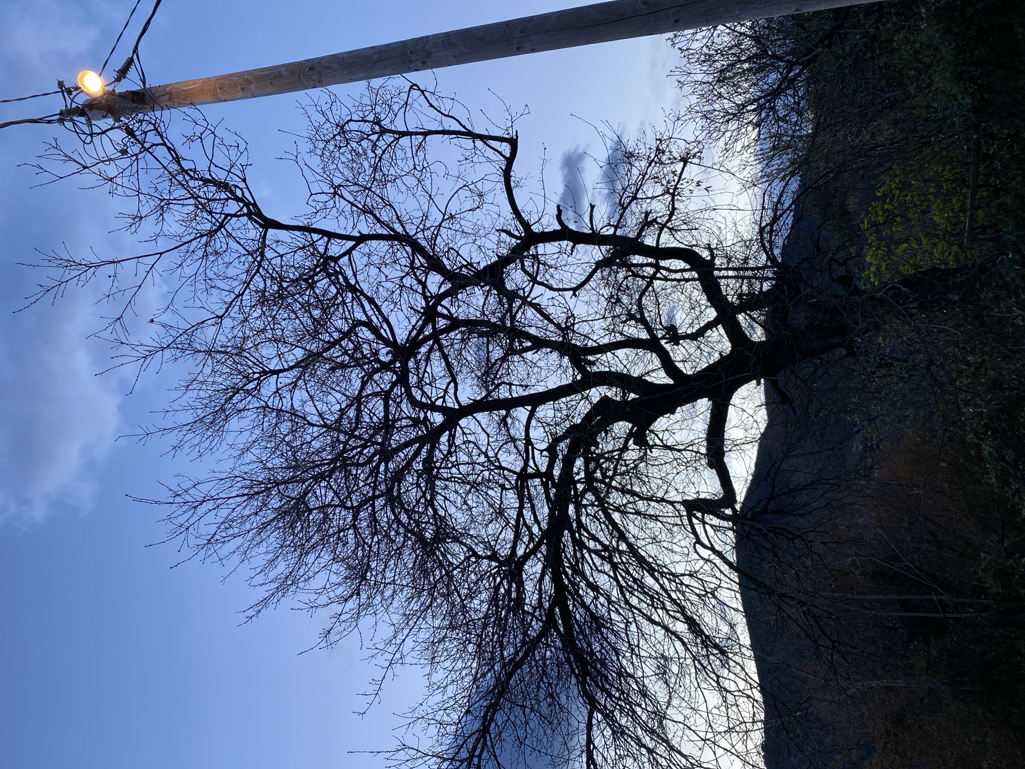 A ground-level, low-angle, medium shot shows a stark, bare tree spanning across the frame, contrasted against a twilight sky. The tree's skeletal branches reach outwards, silhouetted against the gradient blue sky punctuated with faint clouds. A power line pole cuts across the upper left corner, bearing an illuminated yellow bulb. To the right, a steep embankment, covered with dark vegetation, rises, partially obscuring the sky. The vegetation appears dense and overgrown. The shot is composed looking upwards, imparting a sense of height and vastness. Budva, Montenegro.