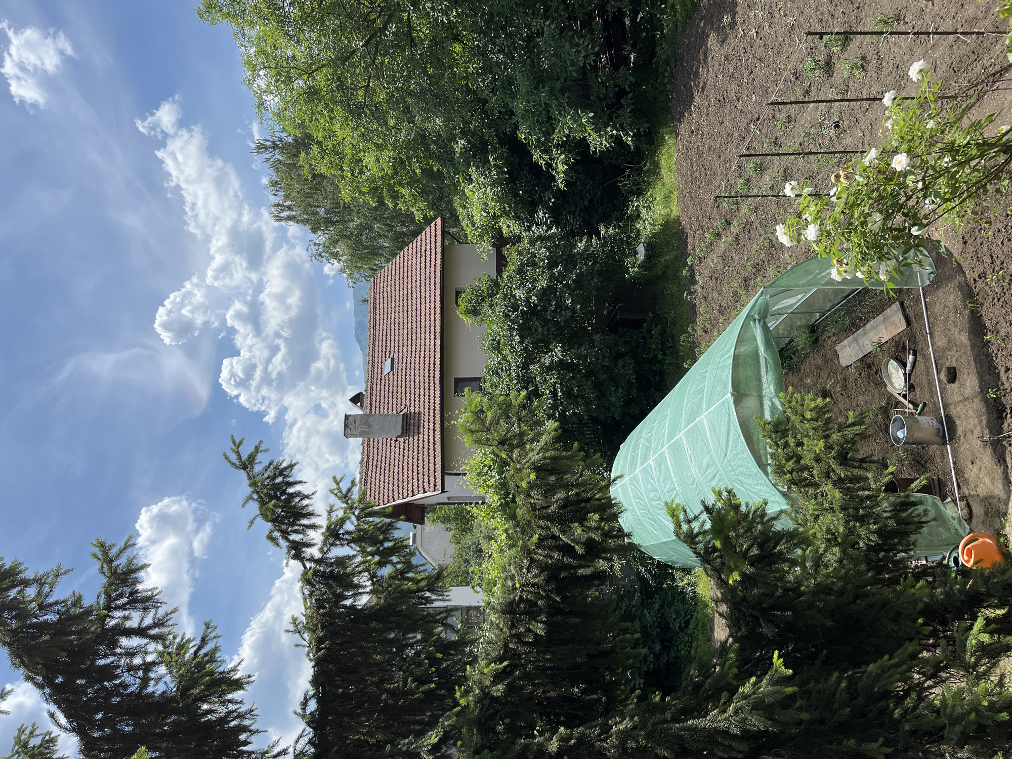 This is an outdoor, eye-level, medium shot of a garden and a house on a sunny day. The foreground is dominated by the dark green branches of a large coniferous tree, obscuring some of the view. To the left, partially visible, is an orange watering can. In the center of the frame, a green hoop house with a translucent cover stands over a section of tilled soil. Inside the hoop house, a wooden plank and a metal bucket are visible. In front of the hoop house, tools such as a shovel and a rake are scattered on the ground, along with a metal bucket. A small bush with white flowers is located to the right of the hoop house. The background features a house with a red tile roof and a chimney, surrounded by lush green trees and bushes. In the distance, faint outlines of hills are visible under a bright blue sky with scattered white clouds. The scene appears to be a residential backyard in Sofia, Bulgaria. There are no people visible in the image.