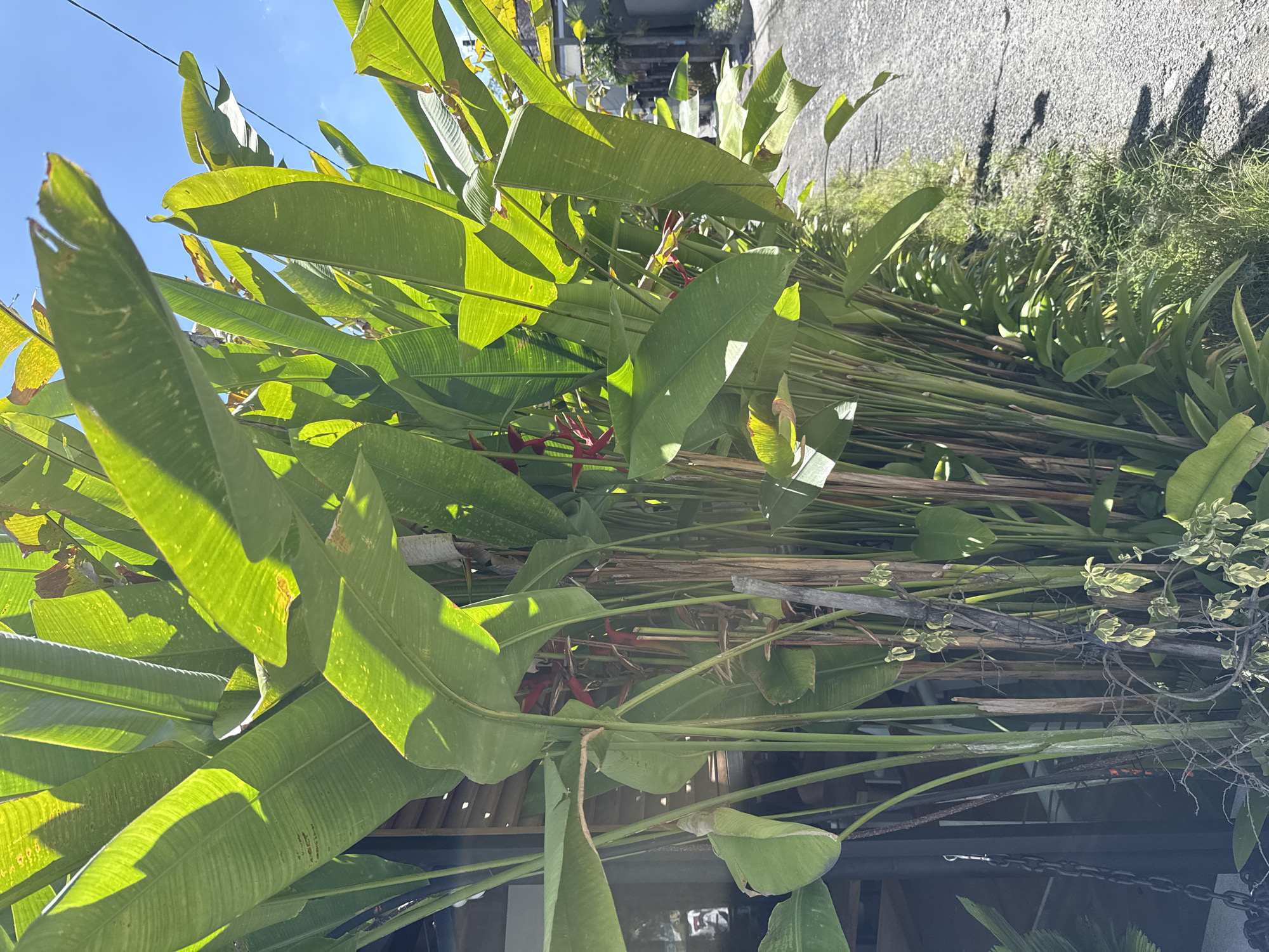 The image shows lush green foliage with large, banana-like leaves, likely of tropical plants, under a bright sky. Some red flowers are visible amongst the leaves. The plants appear to be growing on a rooftop or elevated structure in North Kuta, Indonesia. A concrete wall or building is visible in the background. There are wooden structures and some metal elements among the foliage, possibly part of the support structure or a nearby building feature. There is some evidence of different varietals of plants in this ecosystem.