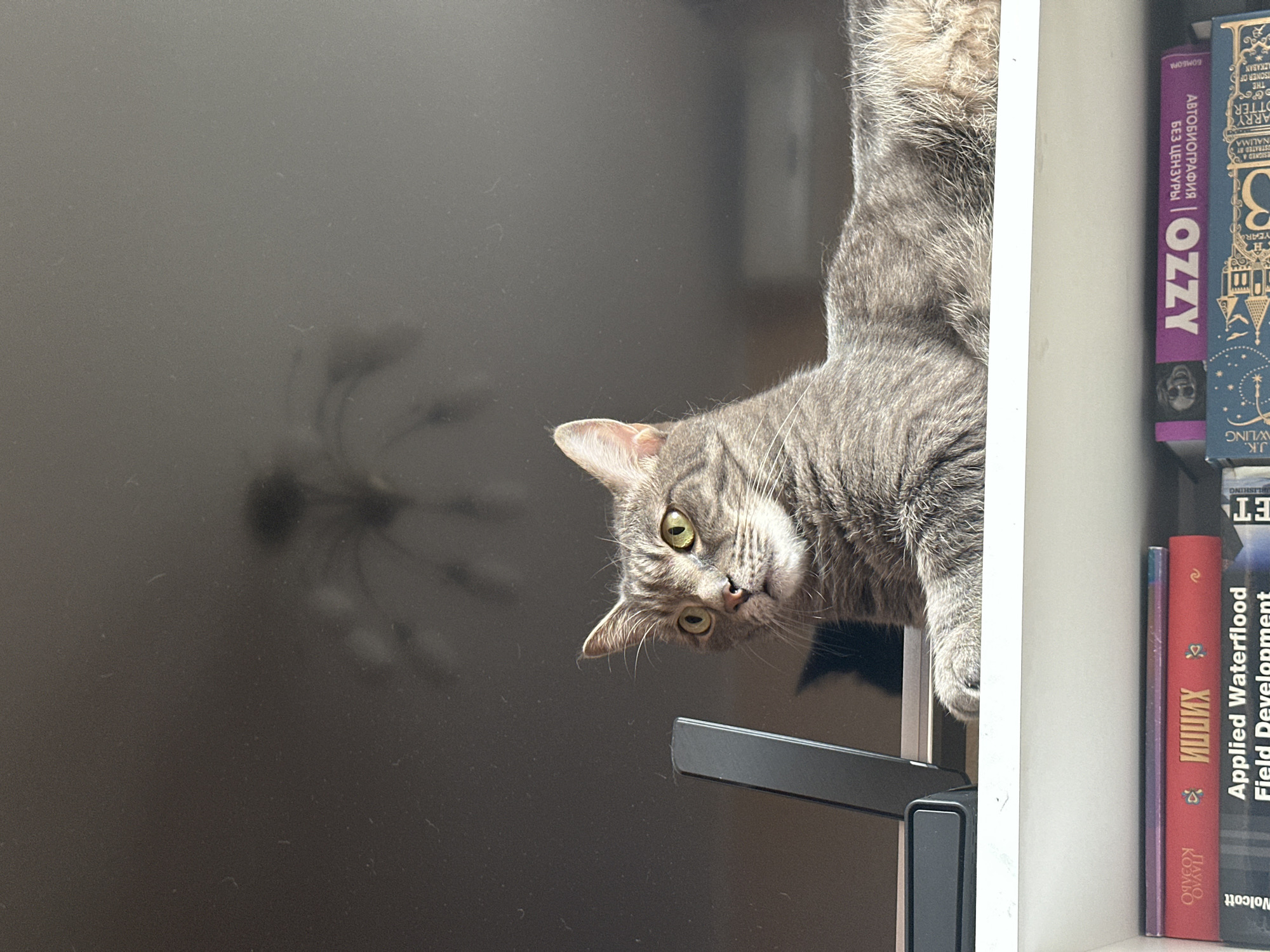 The image shows a gray tabby cat perched on a shelf, looking down and slightly to the left with its green eyes. The cat is positioned in front of a white bookshelf filled with books, including a purple one with the word "OZZY" on it in Russian. The cat's body is mostly out of frame, with only its head and front paws visible. In the background, there's a large, dark, reflective surface, likely a television screen or a dark wall, on which a blurred reflection is visible. The bookshelf also contains several books with their titles and authors partially visible. One book has "Applied Waterflood Field Development" on it, and another has "HARRY POTTER" partially visible on the spine. The photograph seems to be taken indoors with a casual composition. It is NOT in Krasnoyarsk, Russia.