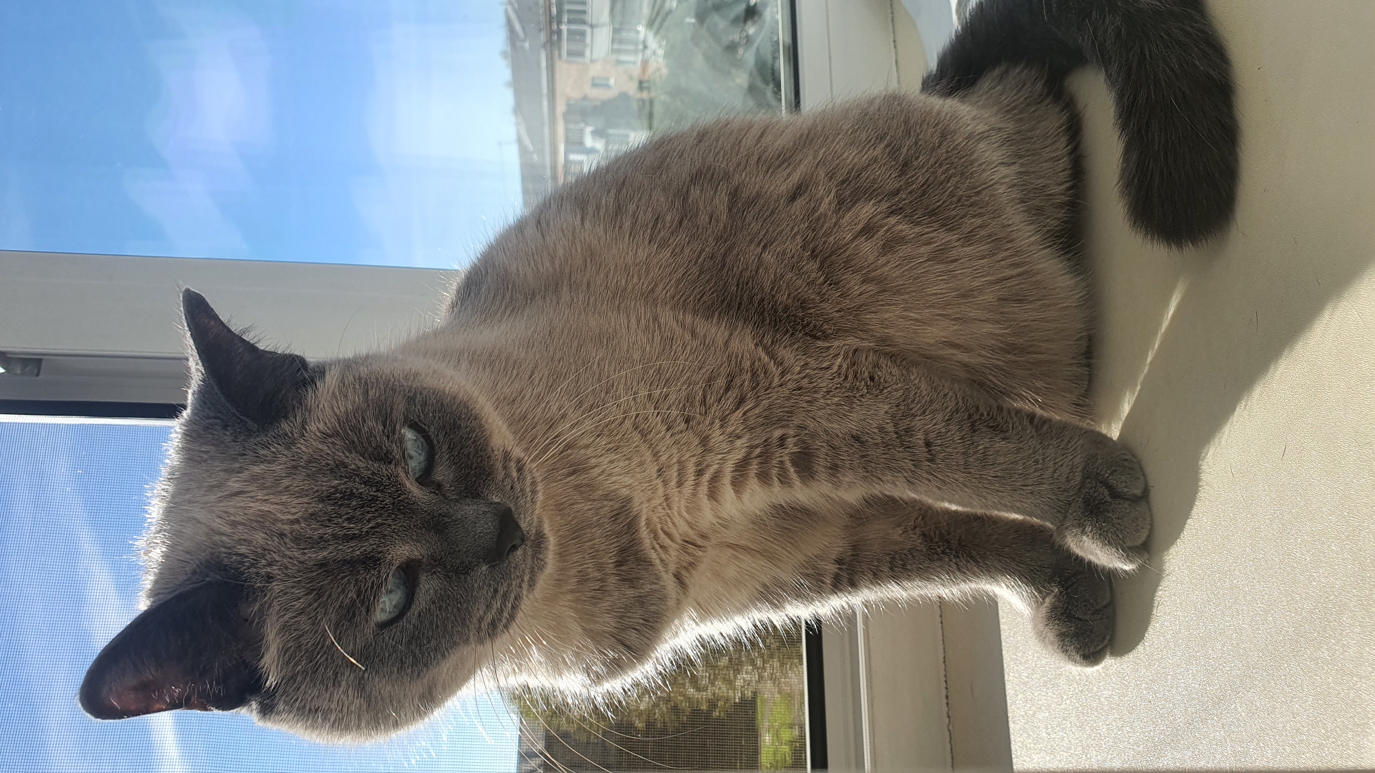 A grey Siamese cat with blue eyes is sitting on a windowsill. The cat is looking down with a slightly grumpy expression. Sunlight is shining on the cat from the side, creating a rim light effect. In the background, through the window, there are buildings and a bright blue sky with some clouds. The image is taken from a slightly low angle. The location is identified as being in the city of Krasnoyarsk, Russia, although no specific landmarks confirm this.