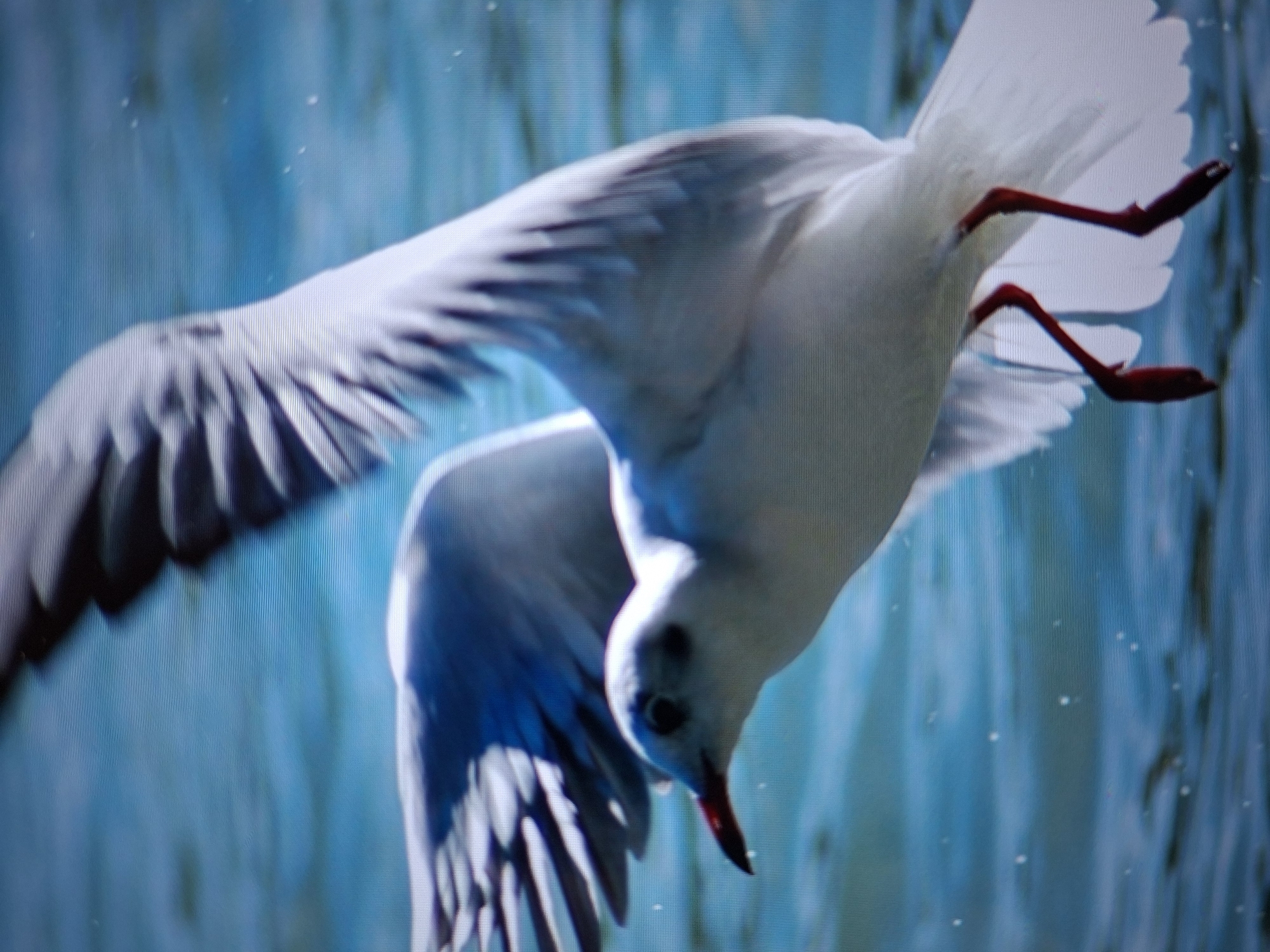 This is a close-up, horizontal shot of a white bird, likely a seagull, in mid-flight. The bird is predominantly white with some gray markings on its wings. Its wings are spread wide, with the left wing more prominently in focus and appearing slightly blurred due to motion. The bird's legs, a bright red, are extended downwards and are also in focus. The head of the bird is tilted downwards, with its beak also pointed in the same direction. Its eye is visible as a dark spot. The background is a blur of blues and lighter blues, suggesting water or a sky with some reflections, with small white specks that could be water droplets or light glares. The image has a slightly grainy texture, possibly due to being a photograph taken at a high ISO or a digital display. The lighting appears to be natural, suggesting daytime. The overall impression is one of dynamic movement and grace.