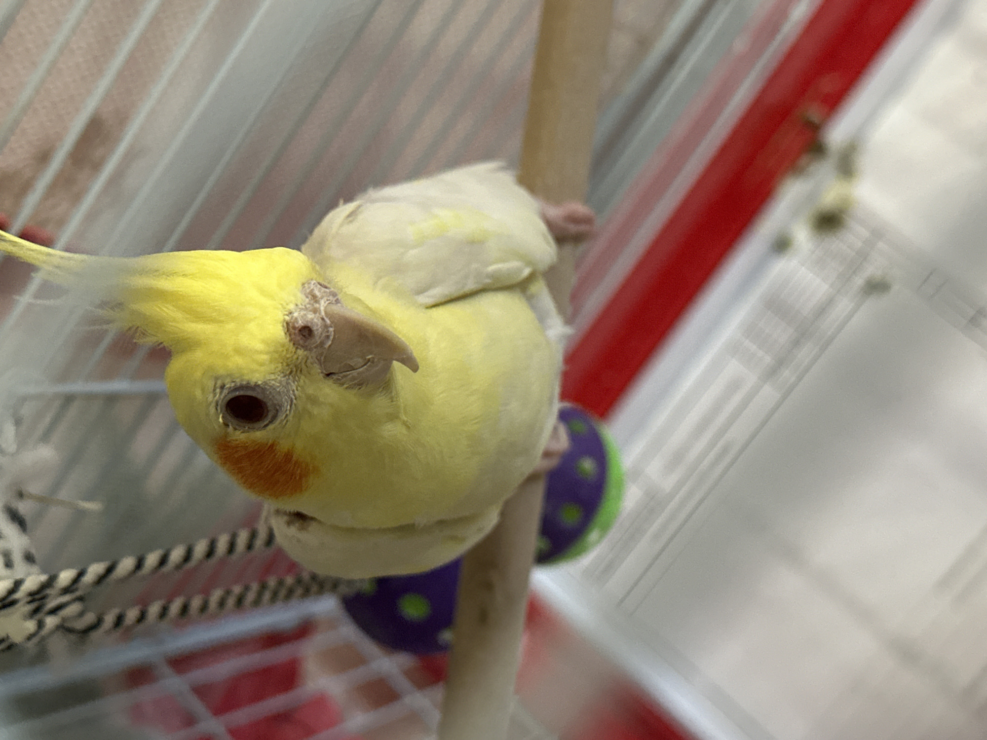 A yellow cockatiel is perched on a light brown wooden perch inside a cage. The bird has a bright yellow head with a prominent crest, a reddish-orange cheek patch, and a light brown beak. Its body is a mix of yellow and white feathers. Behind the bird, a colorful ball with purple and green spots is visible. The cage bars are white with red accents. A white rope-like object is visible in the lower-left corner of the frame. The background is blurry, suggesting the cage is indoors. The location is not specified.