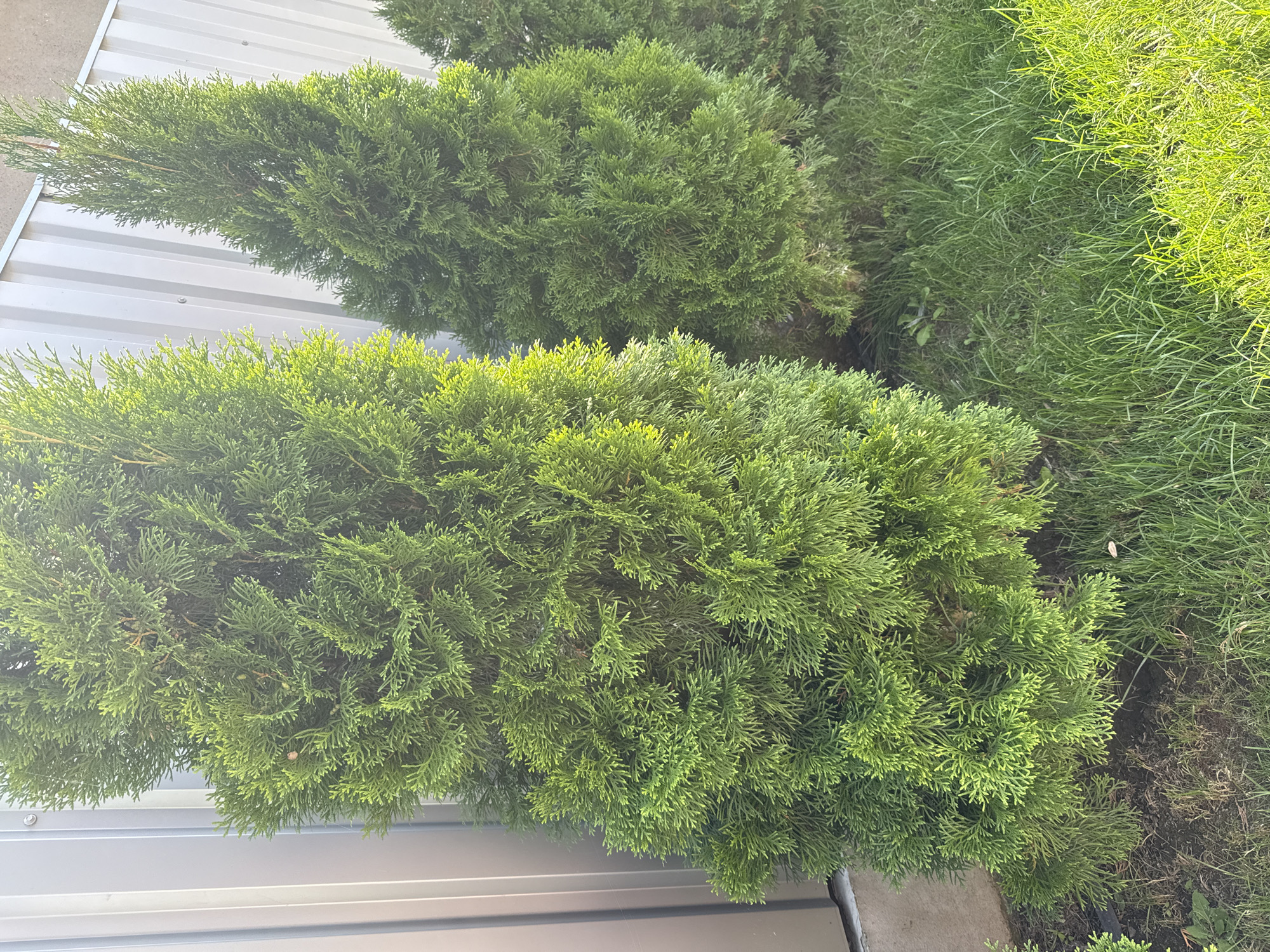 The image shows three evergreen trees, likely arborvitae, planted in a row alongside a metallic corrugated wall. The trees are a vibrant green, with the closest tree on the left appearing fuller and wider than the other two. The ground in front of the trees is covered in grass, with some patches of dirt and a few scattered leaves visible. The metallic wall behind the trees is silver and appears to be part of a building or fence. The lighting suggests it is daytime, with sunlight illuminating the scene and casting shadows. The location is identified as Găvănoasa, Moldova. There are no people or animals present in the image.