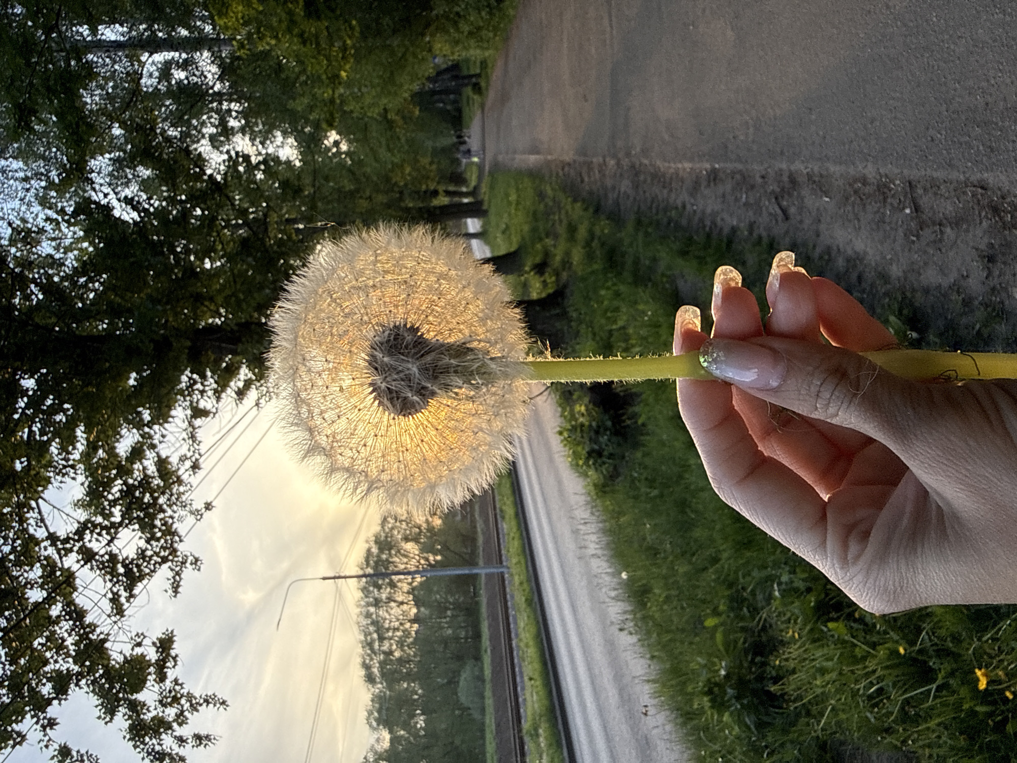 A person's hand holds a dandelion in front of a street. The hand is in the lower right of the frame and holds the dandelion stem with the thumb and index finger. The dandelion head is illuminated from behind and is in the center of the frame. A street runs away from the viewer on the right, with green grass on the sides. Trees line the left side of the street. Utility poles and wires are visible. The location is Rusanovo, Russia.