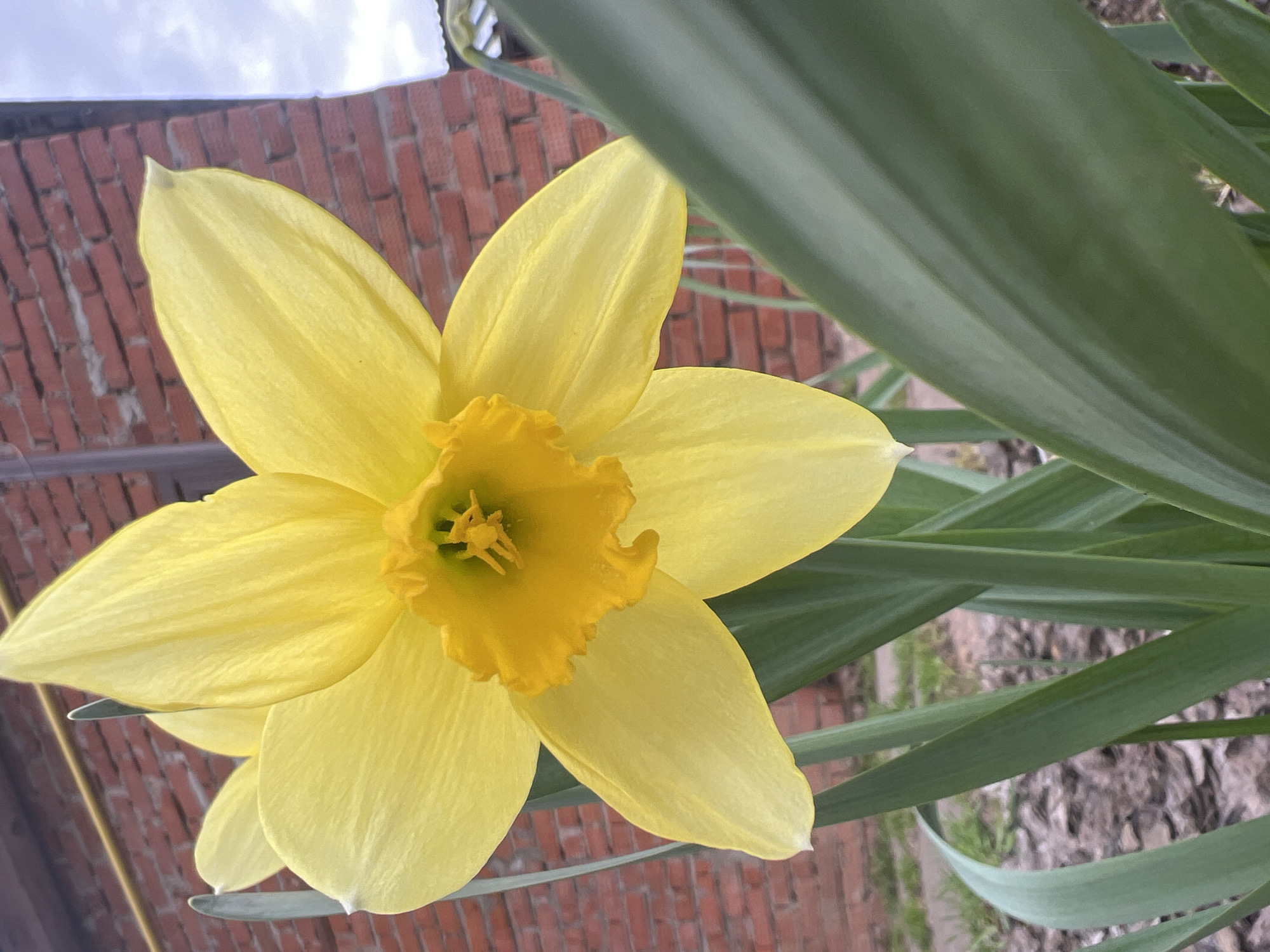 The vertically oriented image presents a close-up of a bright yellow daffodil flower, dominating the left and central parts of the frame. The daffodil features six soft yellow petals radiating outwards, with a prominent, ruffled, deeper yellow trumpet (corona) at its center. Inside the corona, delicate yellow stamens are visible.
Long, broad green leaves of the daffodil plant frame the right side of the flower and extend into the background. In the upper left and central background, a red brick wall provides a rustic backdrop. Above the brick wall, a bright, overcast sky is visible, indicating daytime with diffused natural light. Towards the bottom right, beneath the green leaves, glimpses of textured ground or soil can be seen.
No specific activity or event is captured; it is a still nature photograph. The lighting suggests an overcast day. There is no visible text in the image. The scene conveys an outdoor setting, likely a garden or yard in Votkinsk, Russia.