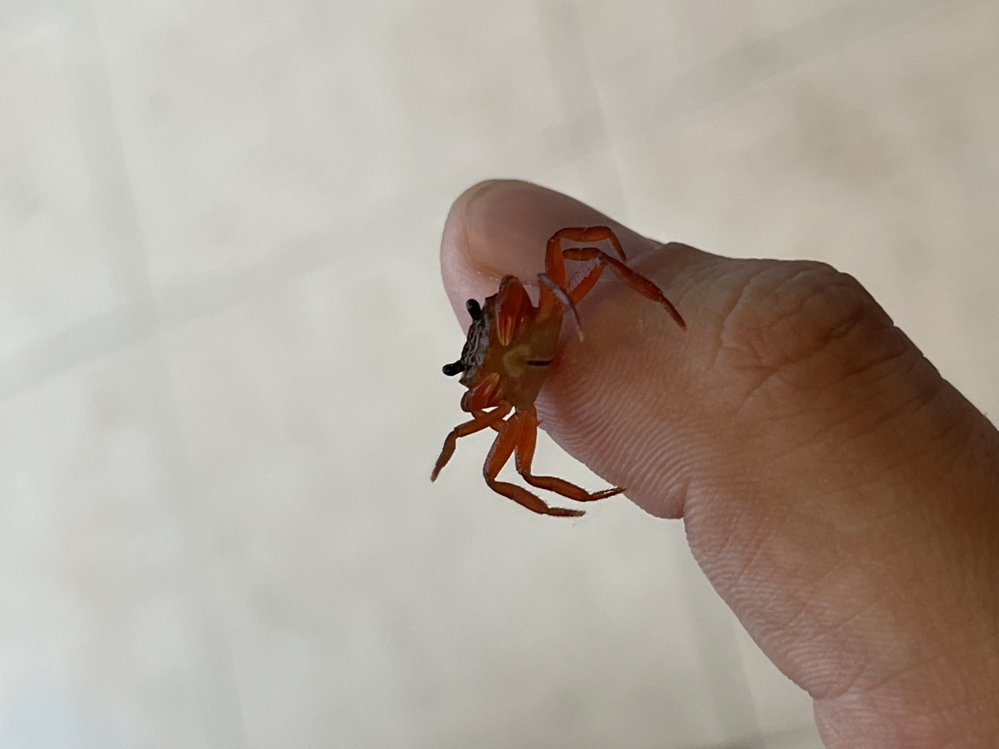 A small, orange crab is perched on a human finger. The crab is facing the camera, revealing its black eyes and various legs. The background is a blurry, light-colored surface. The location is unknown.
