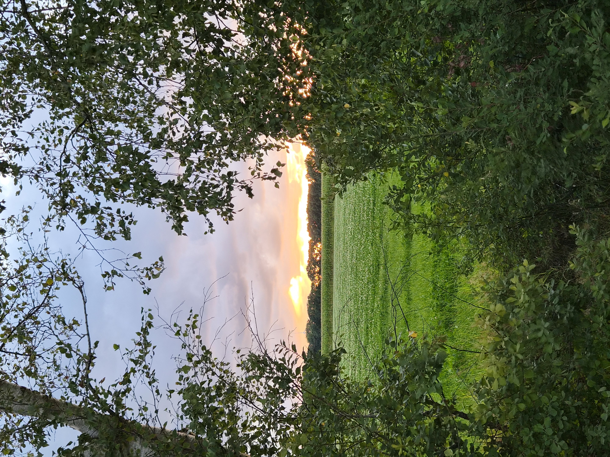 An outdoor, vertical, full-shot photograph captures a rural landscape at sunset, framed by the branches and foliage of two trees in the foreground. The left foreground features a portion of a birch tree trunk with pale bark and visible texture. Its branches and leaves extend into the upper left quadrant of the image, with some leaves appearing yellowed. The right foreground is dominated by dense green foliage from another tree, with its branches and leaves obscuring parts of the midground and background.
The midground reveals a vast, bright green field, possibly agricultural, dotted with numerous small white flowers. Beyond this field, a line of dark green trees forms the horizon. The background is a sky filled with clouds, illuminated by a brilliant orange and yellow sunset. The sun is low on the horizon, its rays bursting through the clouds, creating a dramatic glow. A faint outline of a white wind turbine is visible in the distance, slightly left of center. The scene appears to be located in the vicinity of the city of Schiffdorf, Germany, given the characteristic agricultural fields and vegetation. No people or animals are present in the frame.