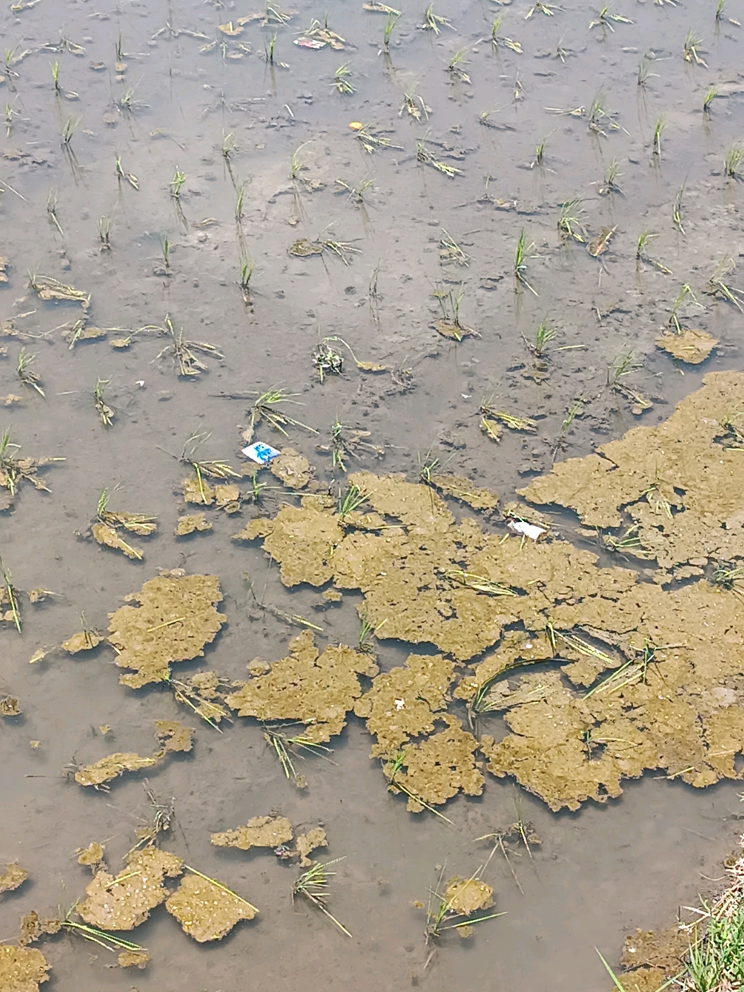 The image depicts a flooded rice paddy field in Tabanan, Indonesia. Young rice seedlings are planted in rows in the shallow, murky water. Patches of dried mud and vegetation are scattered throughout the field. There is evidence of litter, including a blue and white wrapper and a white piece of plastic. The scene appears to be a typical agricultural landscape in the region.