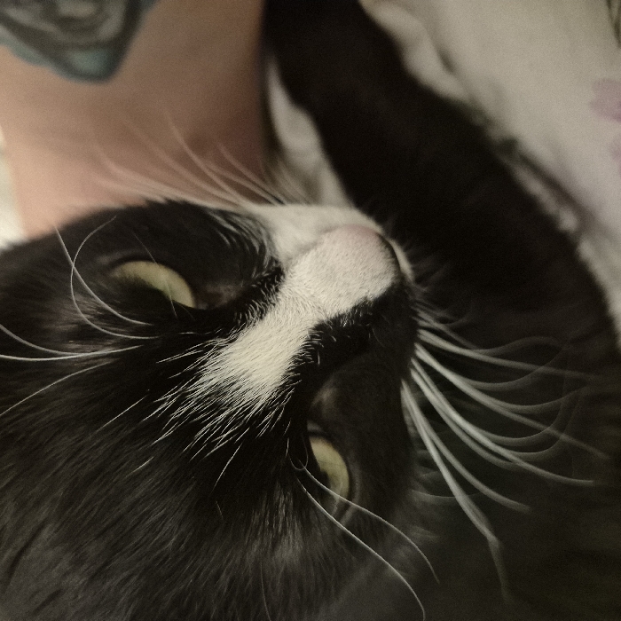 A close-up, high-angle view depicts a domestic cat with a black and white tuxedo fur pattern. The cat's face features a prominent white stripe extending from its forehead down to its pinkish nose, along with a white muzzle and numerous long, white whiskers. Its eyes are a distinct greenish-yellow, partially visible as the cat gazes downward and to the right of the frame. The visible portions of the cat's body show black fur, with a hint of white chest fur in the lower right quadrant. The background is out of focus, revealing a segment of light-toned human skin in the upper right, which bears a subtle blue or teal patterned marking, potentially a tattoo. Below the cat and adjacent to the human limb, a soft, light-colored textile, likely a blanket or cushion, is visible. The image contains no visual information or contextual cues to determine a specific city location, including Strasbourg, France.