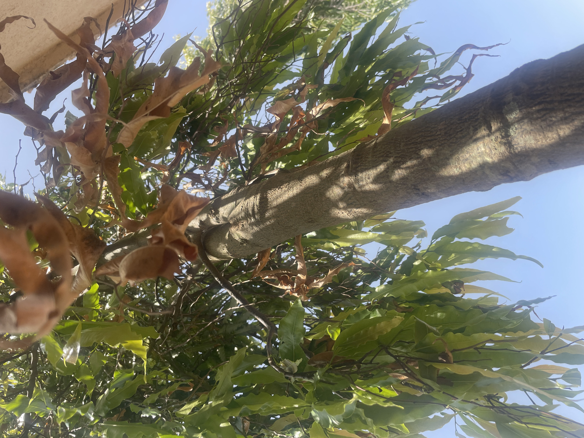 An upward angle shot shows the trunk of a tree with green and brown leaves against a clear blue sky. The bark of the tree is rough and textured, with patches of light and shadow. The leaves are a mix of vibrant green and dried brown, some still attached to branches, others curled and brittle. A hint of a light-colored surface, possibly a wall or roof, is visible at the top right of the frame. The scene appears to be outdoors in a bright, sunny environment, likely in the city of Barakin Akawo, Nigeria.