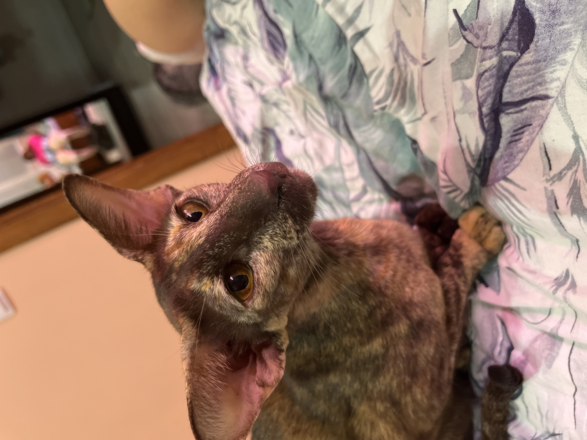 An eye-level shot captures a domestic cat, likely an Oriental Shorthair breed, looking intently upwards with its head tilted. The cat's striking features include large, pointed ears and piercing amber-gold eyes that reflect light. Its short fur displays a mottled pattern in shades of dark brown, black, and lighter tan, characteristic of a tortoiseshell or brindle coat. Delicate whiskers frame its muzzle.
The cat is positioned against a patterned fabric, possibly bedding or clothing, which features abstract leaf or floral designs in muted tones of green, blue, purple, and white. Part of a person's head or shoulder, partially covered by this fabric, is visible at the top of the frame, indicating close proximity to the cat.
In the blurred background on the left, a television or monitor screen can be seen, displaying indistinct colorful shapes, predominantly pink and white. A brown, possibly wooden, surface extends across the lower-left background. The scene suggests an intimate indoor setting, likely a home in Chaikovsky, Russia, with the cat appearing curious and engaged with the person taking the photograph. The lighting is soft, suggesting an indoor environment without direct harsh sunlight.