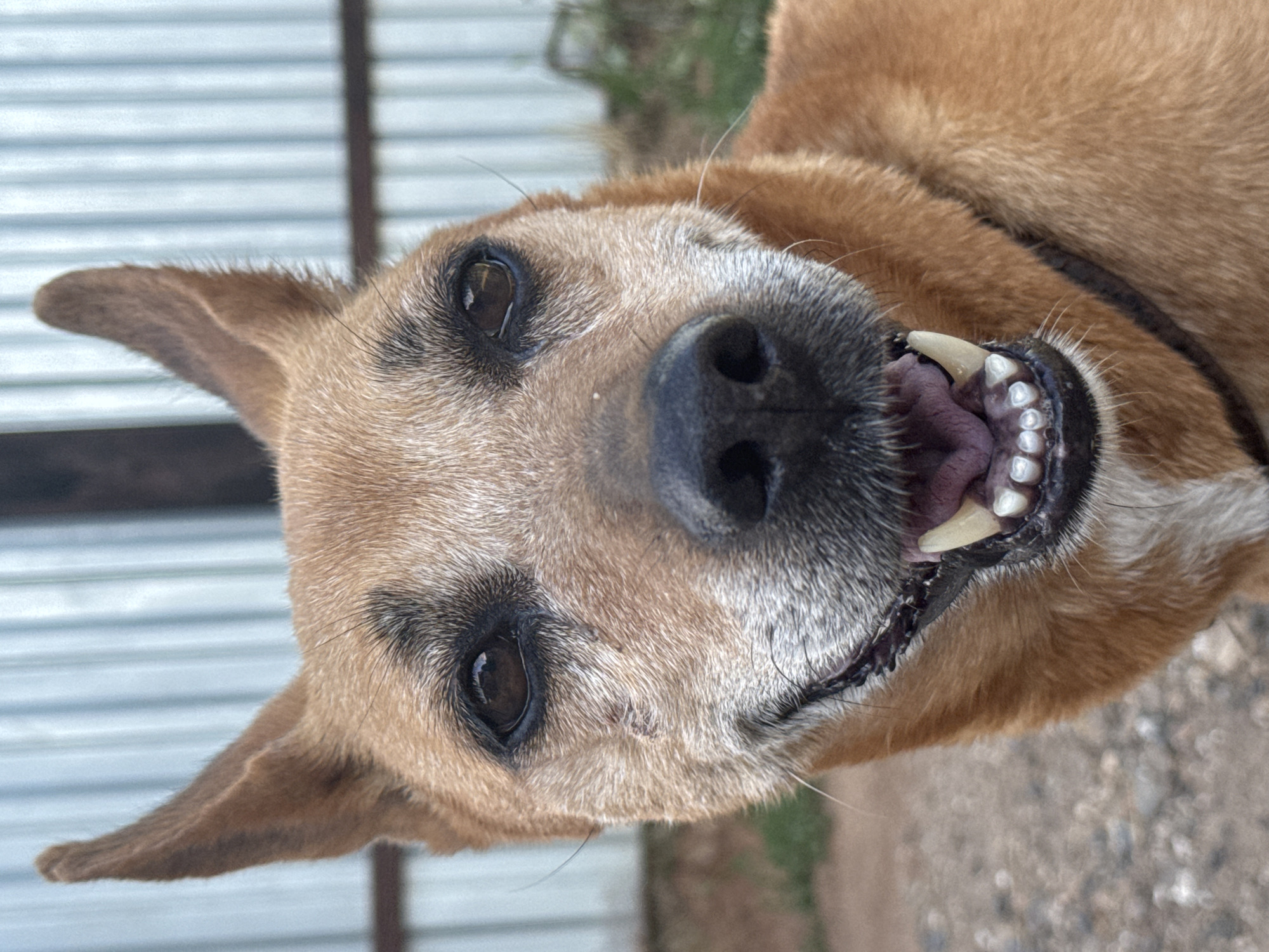A medium shot, eye-level, outdoor portrait shows the head and upper chest of a tan-colored dog. The dog is facing the camera, with its mouth open in a pant, revealing its teeth and tongue. The dog's ears are erect and pointed, and its eyes are dark brown. The background is a blurry metal fence and some greenery. The image was taken in Nizhnyaya Gar', Russia.