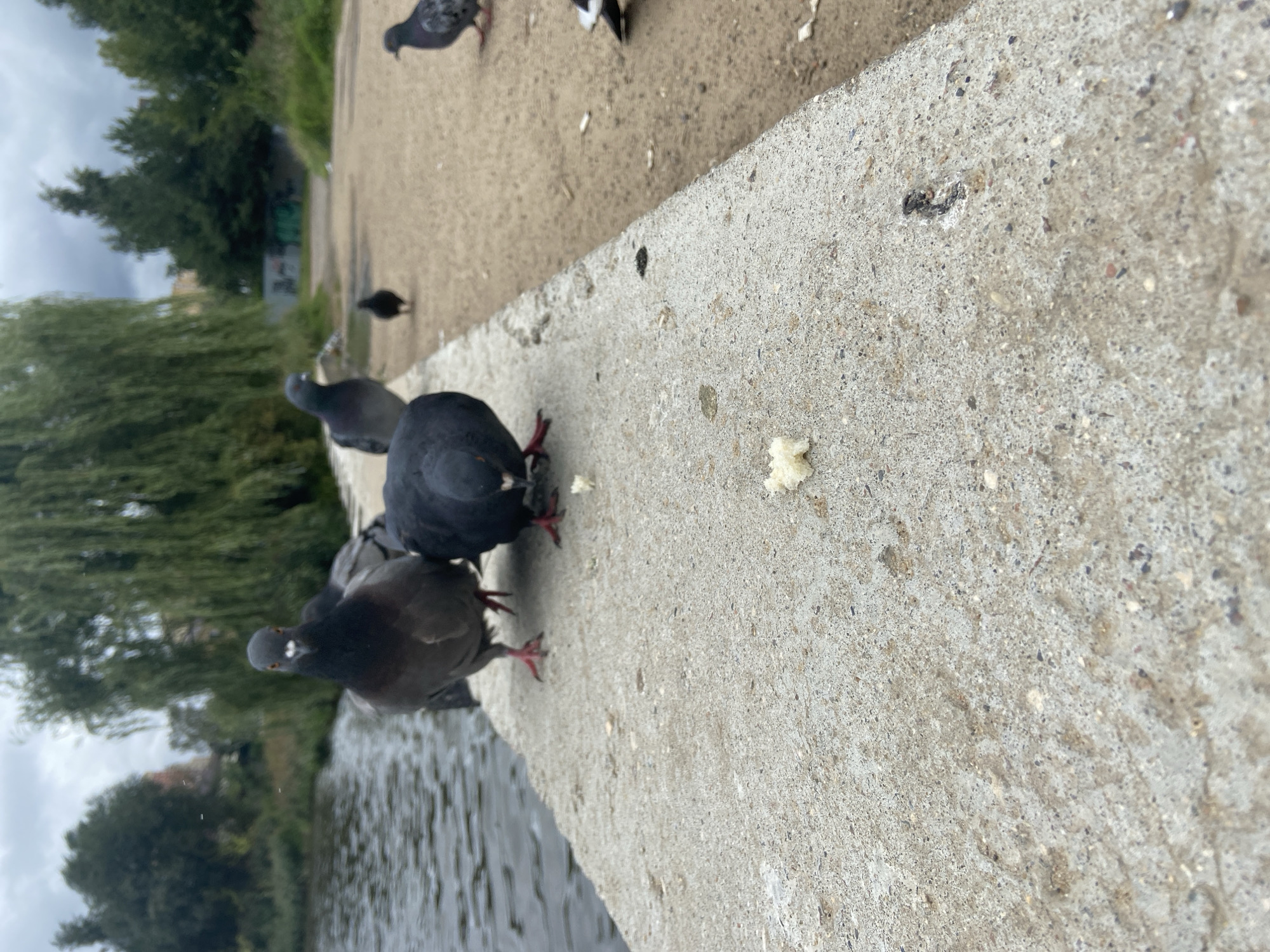 The image captures a close-up view of several pigeons gathered on a concrete ledge next to a body of water. A small piece of white bread is visible on the ledge in the foreground. In the background, there are trees, a sandy path, and some buildings. The sky is overcast with clouds. The scene appears to be a public outdoor space, possibly a park or waterfront area in Balashikha, Russia.