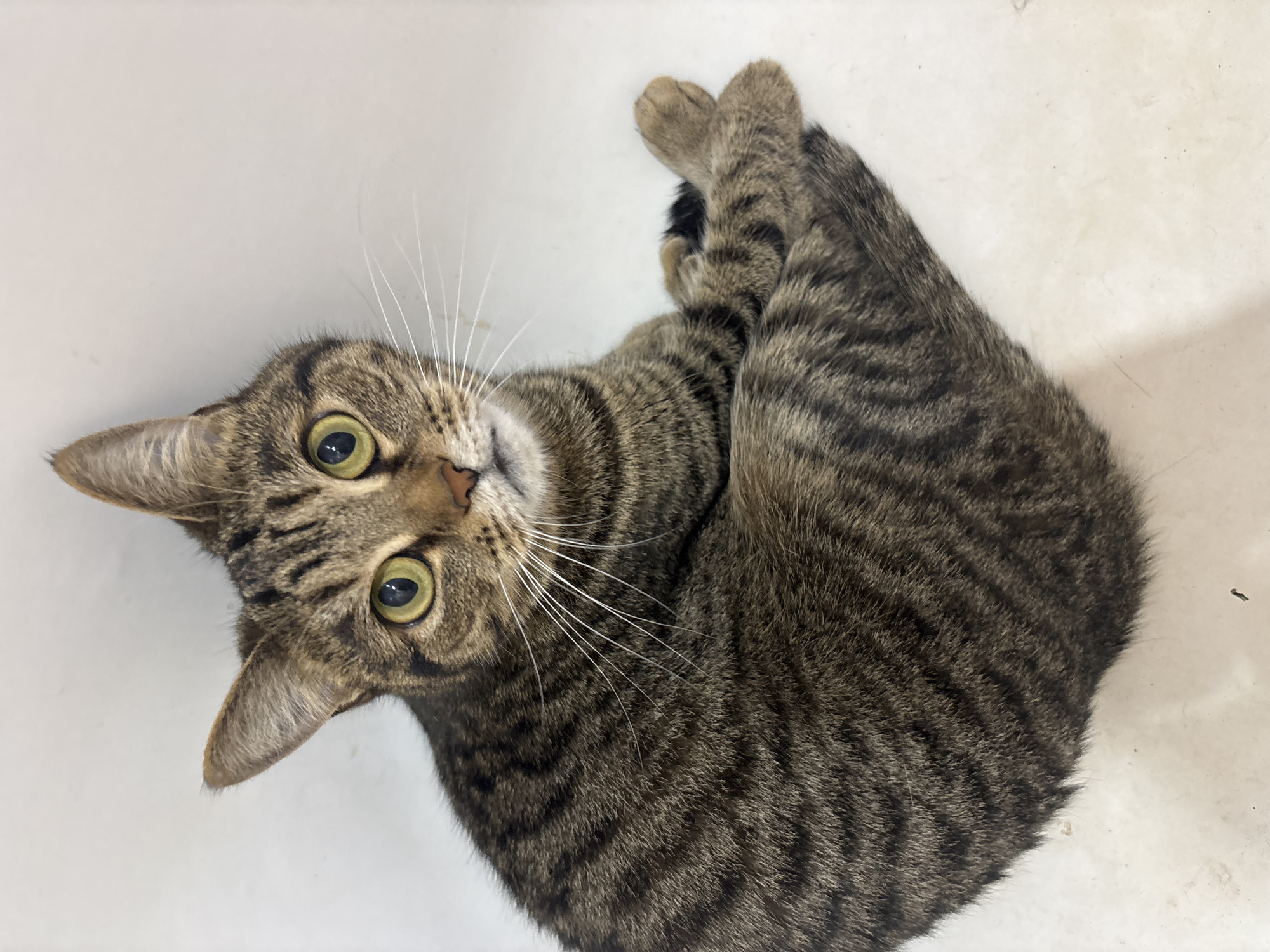An overhead, eye-level, full-body shot shows a tabby cat sitting in a white room. The cat is facing the camera and looking upwards. Its body is a mix of brown and black stripes, with yellow eyes and white whiskers. Its paws are tucked underneath its body. The background is a plain white wall and floor. There are no people or other objects in the image, and no identifiable landmarks from Chaikovsky, Russia.