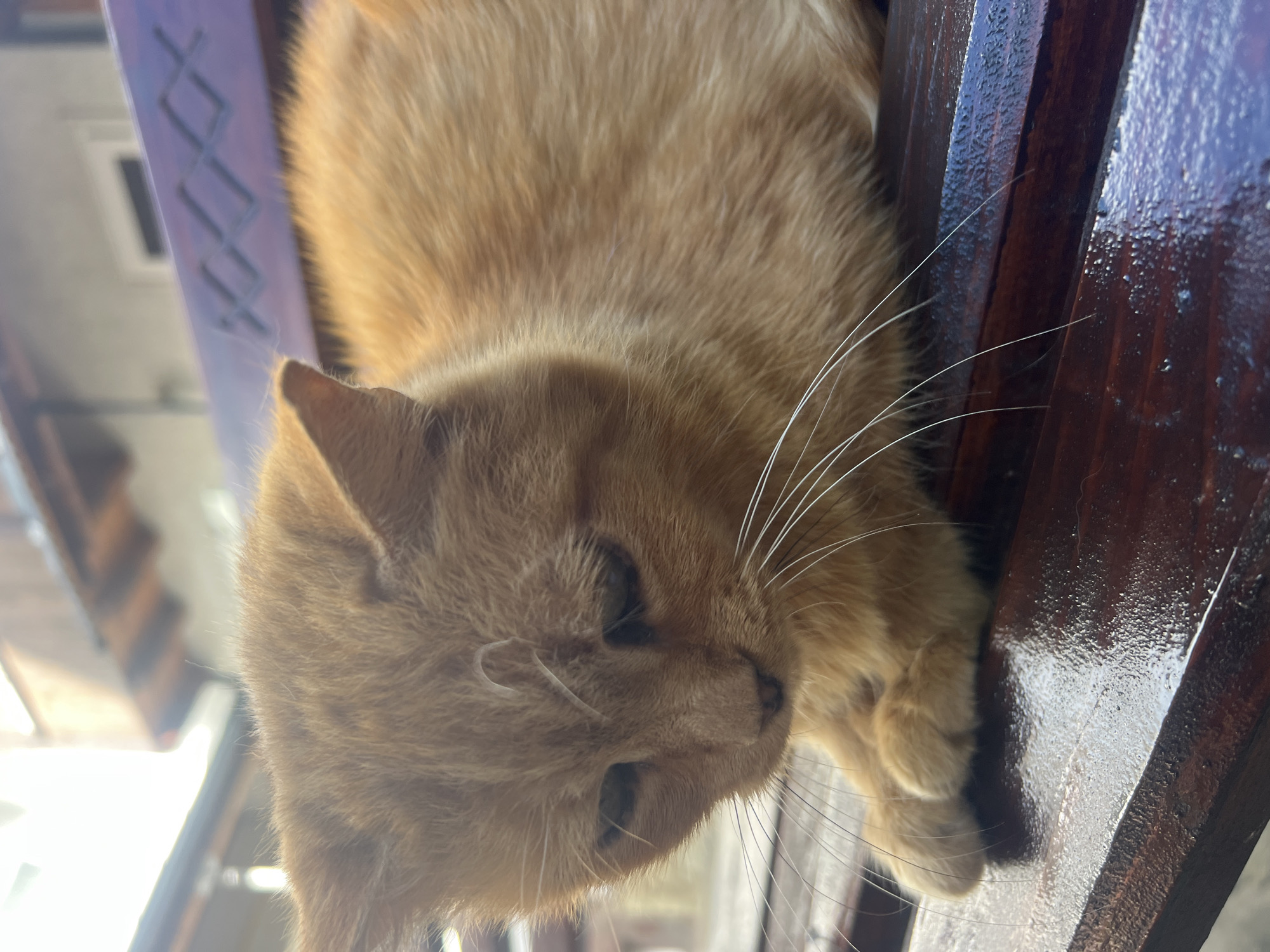 A close-up, eye-level, vertical shot captures an orange tabby cat resting on a wet, dark wooden bench. The cat is facing left, with its head lowered and eyes closed, suggesting a state of relaxation or sleep. Its paws are tucked neatly in front of its body. The bench has a decorative, geometric pattern carved into its surface. In the background, out of focus, are glimpses of buildings with wooden eaves and a railing, hinting at an outdoor, possibly urban or semi-urban setting. The lighting suggests it might be daytime, with sunlight illuminating the scene. There is no indication of the specific location in Yaremche, Ukraine beyond what can be inferred from the general environment.