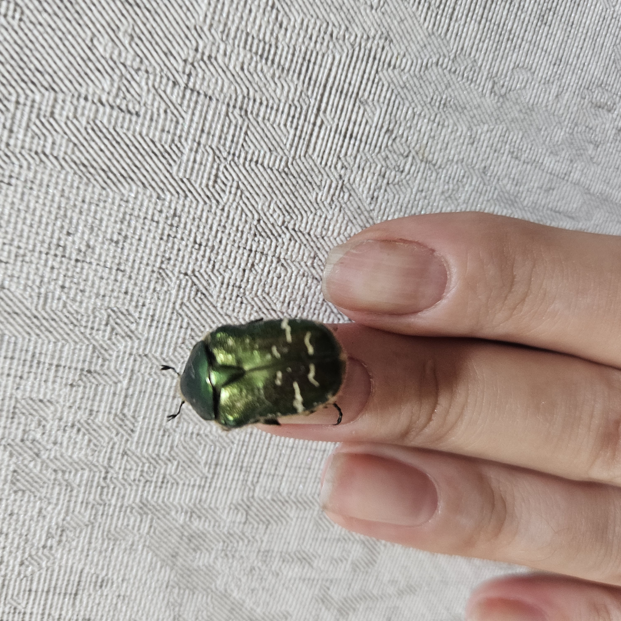A green beetle is perched on a human finger against a textured background. The beetle is iridescent green and has white markings on its abdomen. The background appears to be a light-colored, patterned fabric. The image is a close-up shot, focusing on the beetle and the finger. There is no discernible information in the image that would indicate a specific location within the city of Chelyabinsk, Russia.