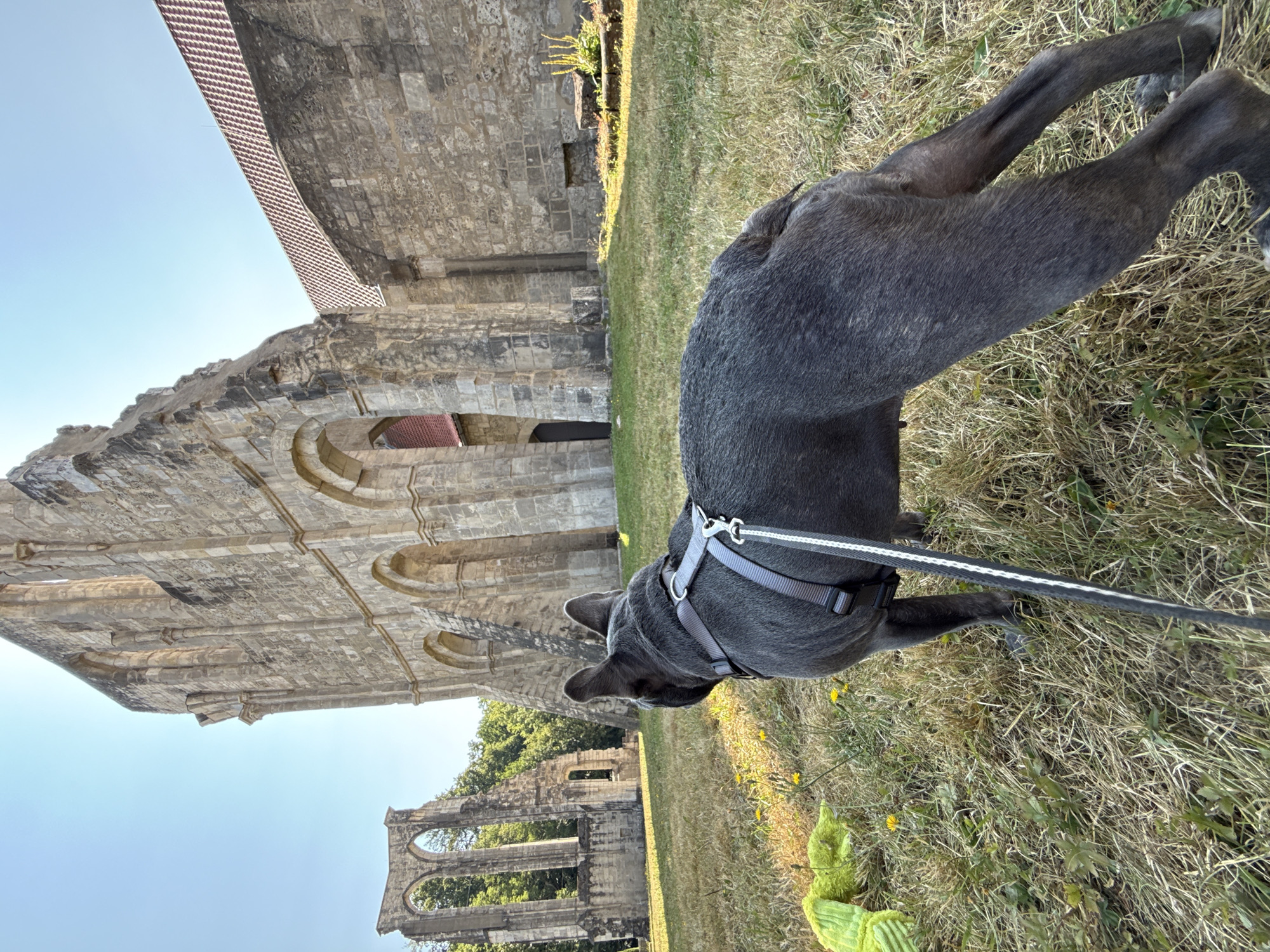 This is a photograph taken in the city of Walkenried, Germany, featuring the ruins of the former Walkenried Abbey. In the foreground, a dark-colored French Bulldog is standing on a grassy area, facing away from the camera towards the ruins. The dog is wearing a gray harness and is attached to a leash. To the left of the dog, a bright green dog toy is visible on the grass. The background shows the imposing stone ruins of the abbey, characterized by arched windows and weathered stone structures. Sunlight illuminates the scene, casting shadows on the grass and highlighting the textures of the ancient architecture. The sky above is clear and blue.