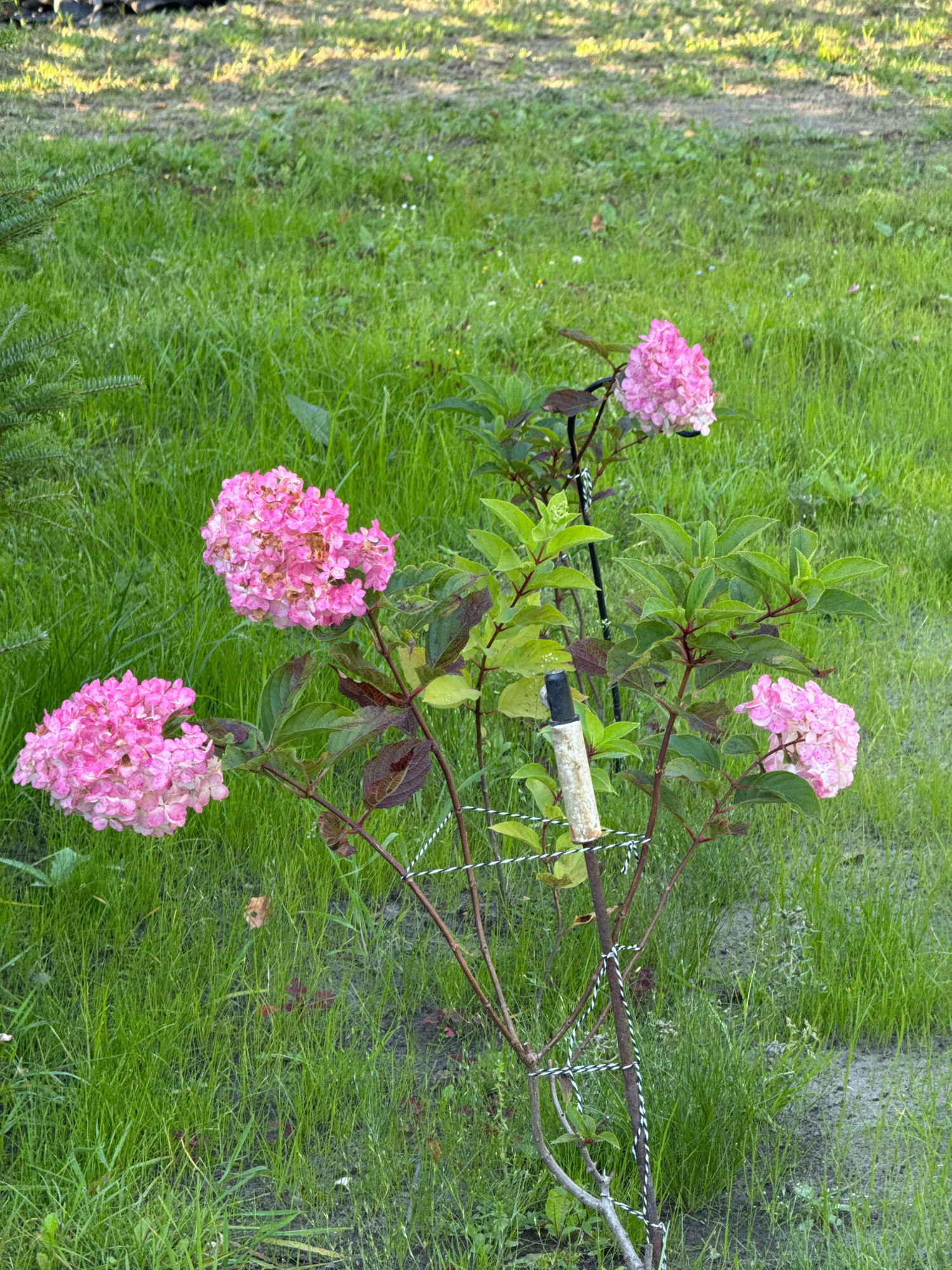 A low-angle medium shot captures a pink hydrangea bush in a grassy area. The bush has multiple flower heads, some in full bloom and others in various stages of development. The leaves are a mix of green and reddish-brown. The bush is supported by a stake wrapped in wire. The background consists of green grass, with some areas appearing more worn or bare. A dark object, possibly a small piece of wood or pipe, is attached to the stake. The lighting suggests it is daytime, with sunlight casting shadows on the grass in the background. The overall scene depicts a garden or yard setting in Вароніцкі сельскі Савет, Belarus.