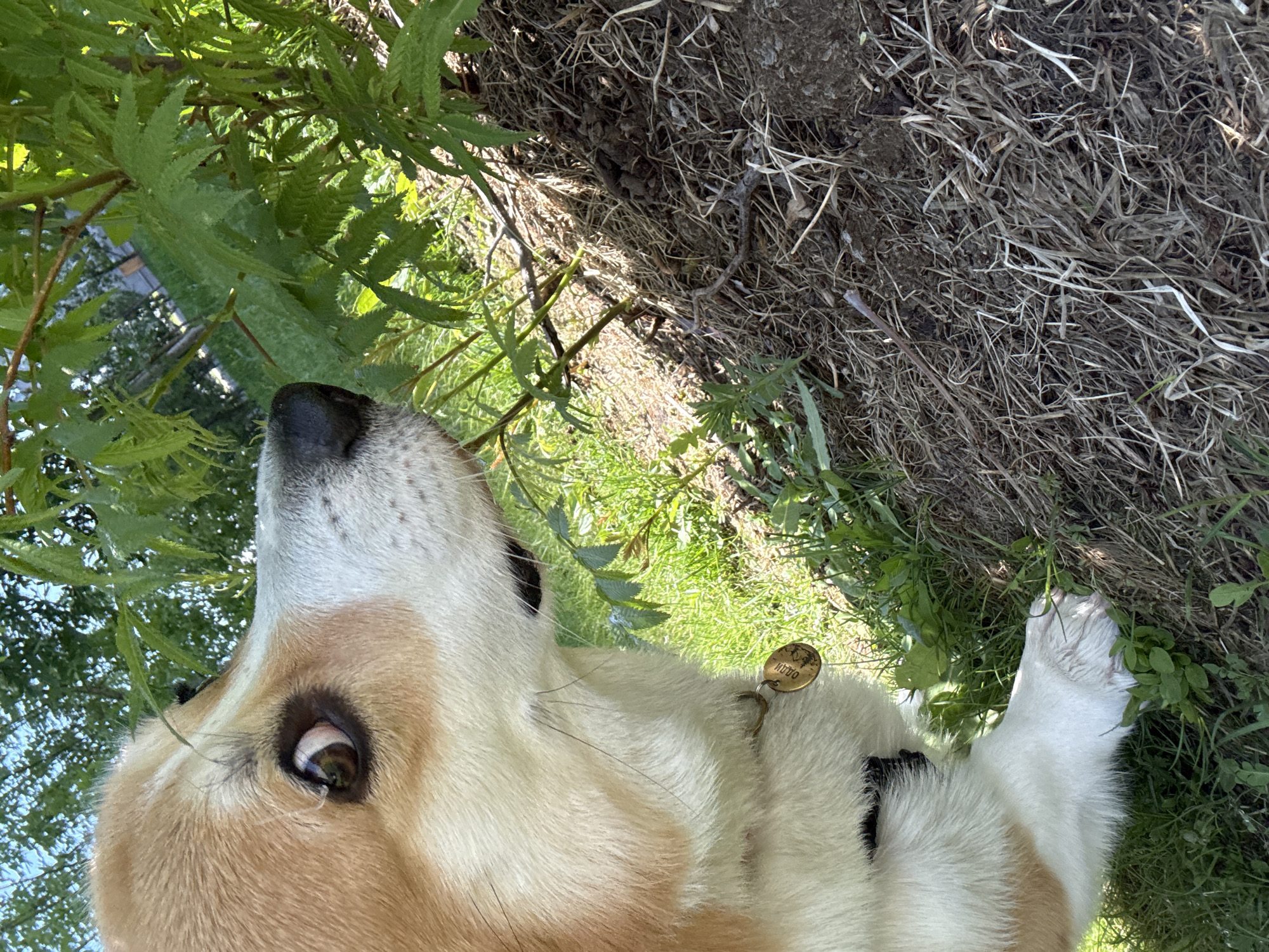 A close-up, upward-angled view shows the head and part of the front legs of a tan and white dog. The dog has a dark nose and a visible eye. The dog wears a tag, and its name "Otto" is partially visible. The dog is lying in a grassy area near some plants. There is some dry grass and dirt in the background. The location is likely Krasnoyarsk, Russia.