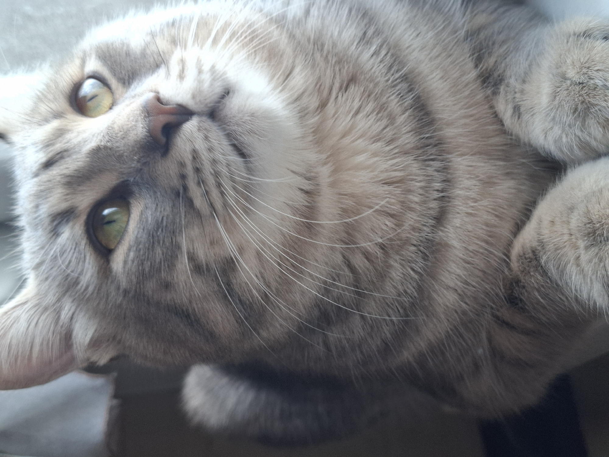 The media file presents a close-up, high-angle portrait of a domestic cat, appearing to lie on its back or side, looking directly upwards towards the camera. The cat is a tabby, characterized by its soft grey and cream-colored fur with distinct darker grey stripes and patterns, particularly visible on its forehead, cheeks, and body. Its eyes are a striking green-yellow hue, engaging the viewer, with pupils that appear moderately constricted. A small, pinkish-brown nose is prominent at the center of its face. Numerous long, white whiskers extend from its muzzle. The texture of its fur is clearly visible, appearing dense and soft. Two of its paws are visible in the lower right of the frame, curled gently near its body. The background is softly blurred, suggesting an indoor setting. The lighting is even and soft, indicative of daytime conditions, possibly diffused light from a window. The cat's expression conveys a sense of calm and relaxation, perhaps with a hint of curiosity. There is no visible text in the image. The location context provided is Novi Sad, Serbia.