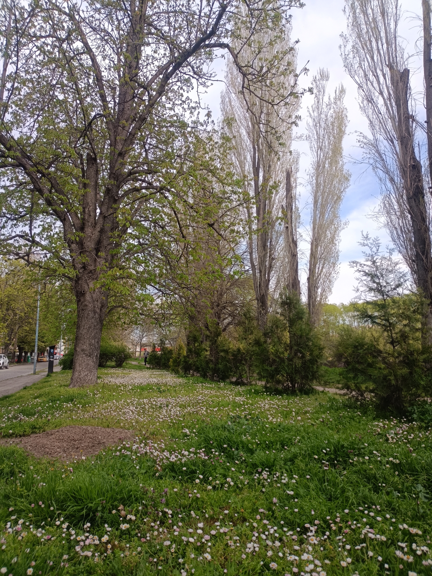 The image shows a grassy area covered in white daisies, interspersed with patches of taller green grass. A large tree with a thick trunk and green leaves dominates the left side of the frame. Behind the tree is a sidewalk and a street with parked cars.
To the right, several tall, thin trees with light-colored trunks stand in a row. Shorter green bushes are in the middle ground. The sky is partly cloudy.
Based on the landscape characteristics, this scene is likely located within one of the many parks in the city of Plovdiv, Bulgaria.