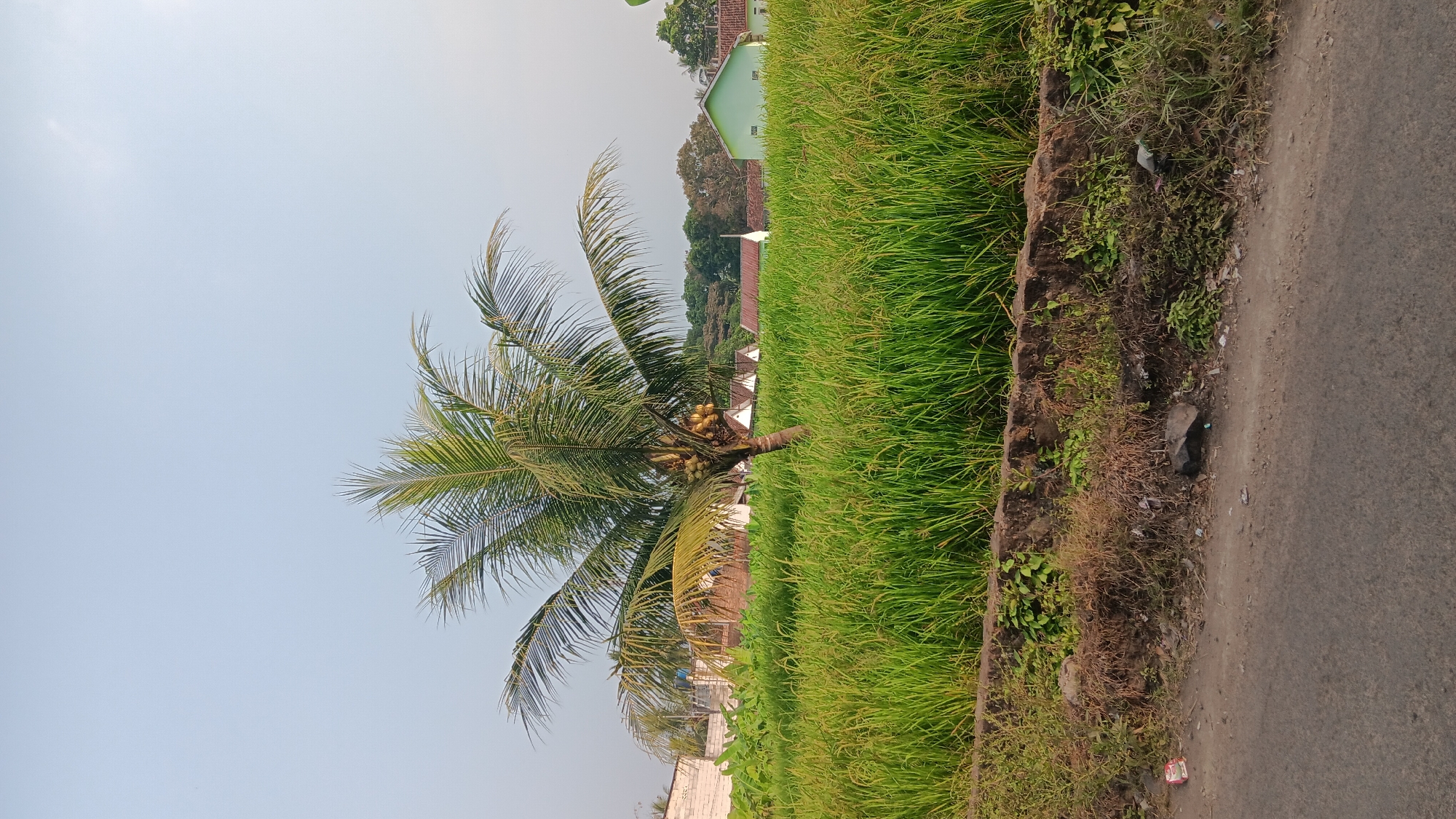 The image captures a rural scene in Cikalongkulon, Indonesia, featuring a coconut tree laden with coconuts standing amidst a lush green rice paddy. Several residential buildings with light-colored walls and reddish-brown roofs are visible in the background, along with a prominent light green building. The foreground shows a dirt path and the edge of a paved road. The sky is clear and pale blue, suggesting it is either early morning or late afternoon. The overall impression is one of serene natural beauty combined with the presence of a small community.