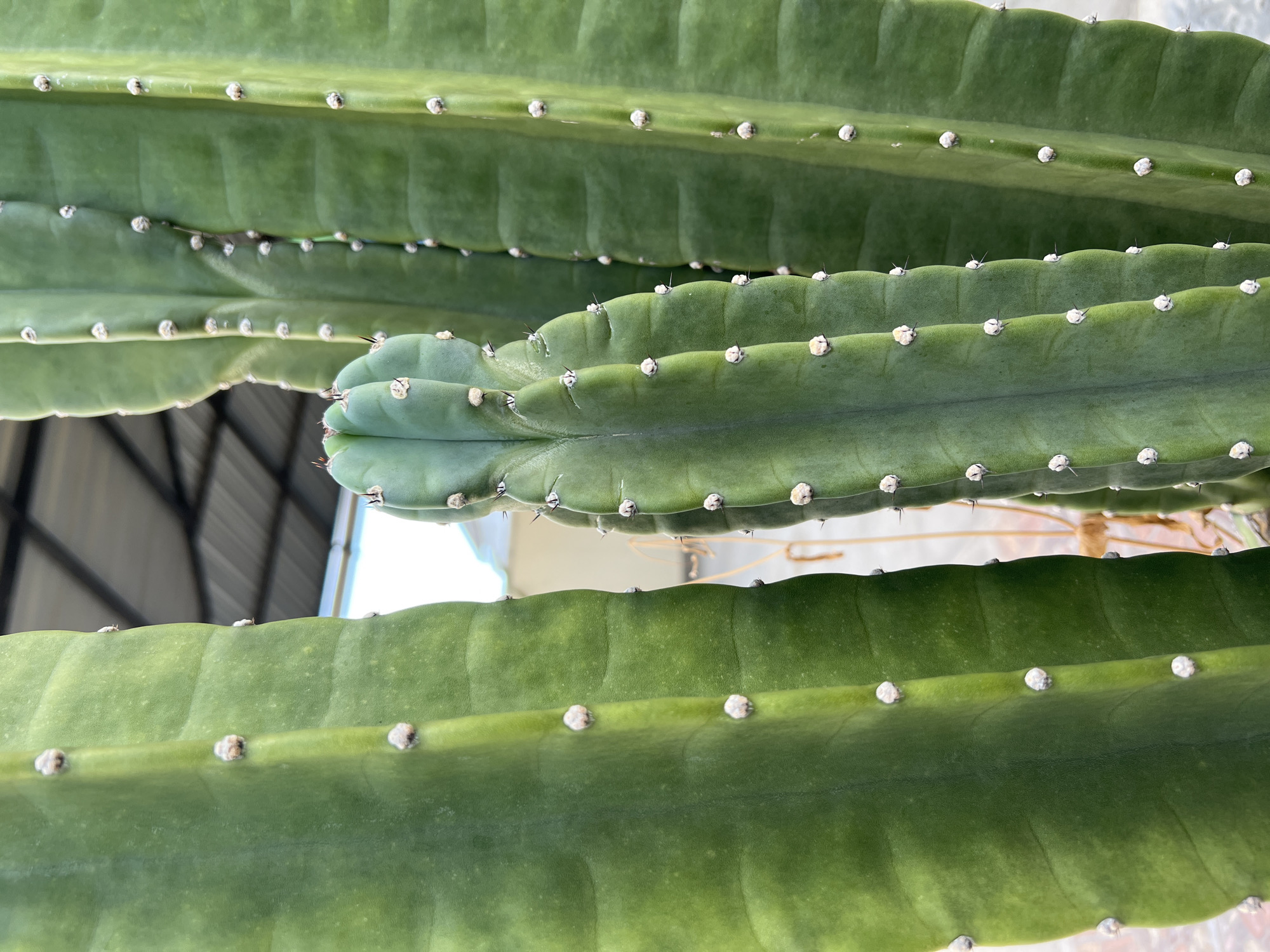 The image shows a close-up view of a San Pedro cactus, a species of columnar cactus native to the Andes Mountains. The cactus is green with rows of white areoles. In the background, there is the metal roof of a building and the rest of the surroundings are slightly out of focus. The location of the image is North Kuta, Indonesia.