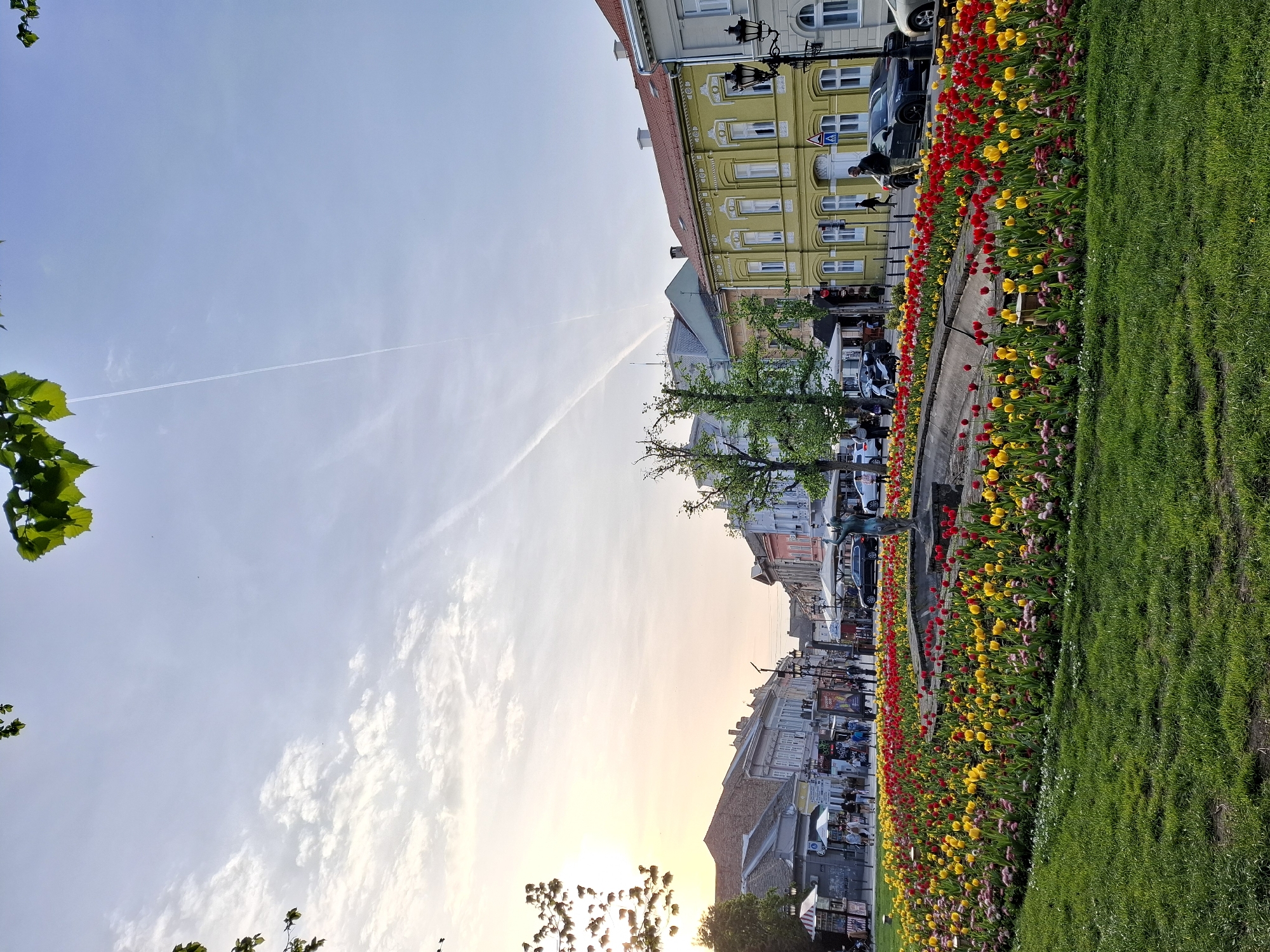The image depicts a vibrant street scene in Novi Sad, Serbia, captured during what appears to be either sunrise or sunset, with warm, soft light illuminating the area. The overall impression is one of a lively urban environment complemented by natural beauty.
In the foreground, to the right, a lush strip of green grass runs parallel to a meticulously maintained flower bed. This bed is densely populated with blooming tulips in striking shades of red, yellow, and some lighter pinks, creating a vivid burst of color.
Adjacent to the flower bed and extending into the midground is a street or pedestrian promenade. It is lined with multi-story buildings showcasing classical European architecture; one prominent building on the left is painted a distinctive yellow with white decorative elements around its numerous windows and along its facade. Other buildings display a variety of pastel colors and older construction styles. Along the street, several cars are parked, including a dark SUV or sedan. A few pedestrians are visible, casually walking or standing, adding a sense of everyday activity. Notable street furniture includes an ornate black street lamp and a blue pedestrian crossing sign.
The upper portion of the image is dominated by the expansive sky, transitioning from a soft, warm, almost golden hue near the horizon to a pale blue overhead. Scattered white, wispy clouds are visible, and a clear, long contrail from an aircraft stretches across the upper sky. The presence of green tree foliage, especially in the upper left corner and intermittently along the street, further integrates nature into the urban landscape. The bright, blooming tulips and the soft, ethereal light contribute to a pleasant and serene atmosphere.