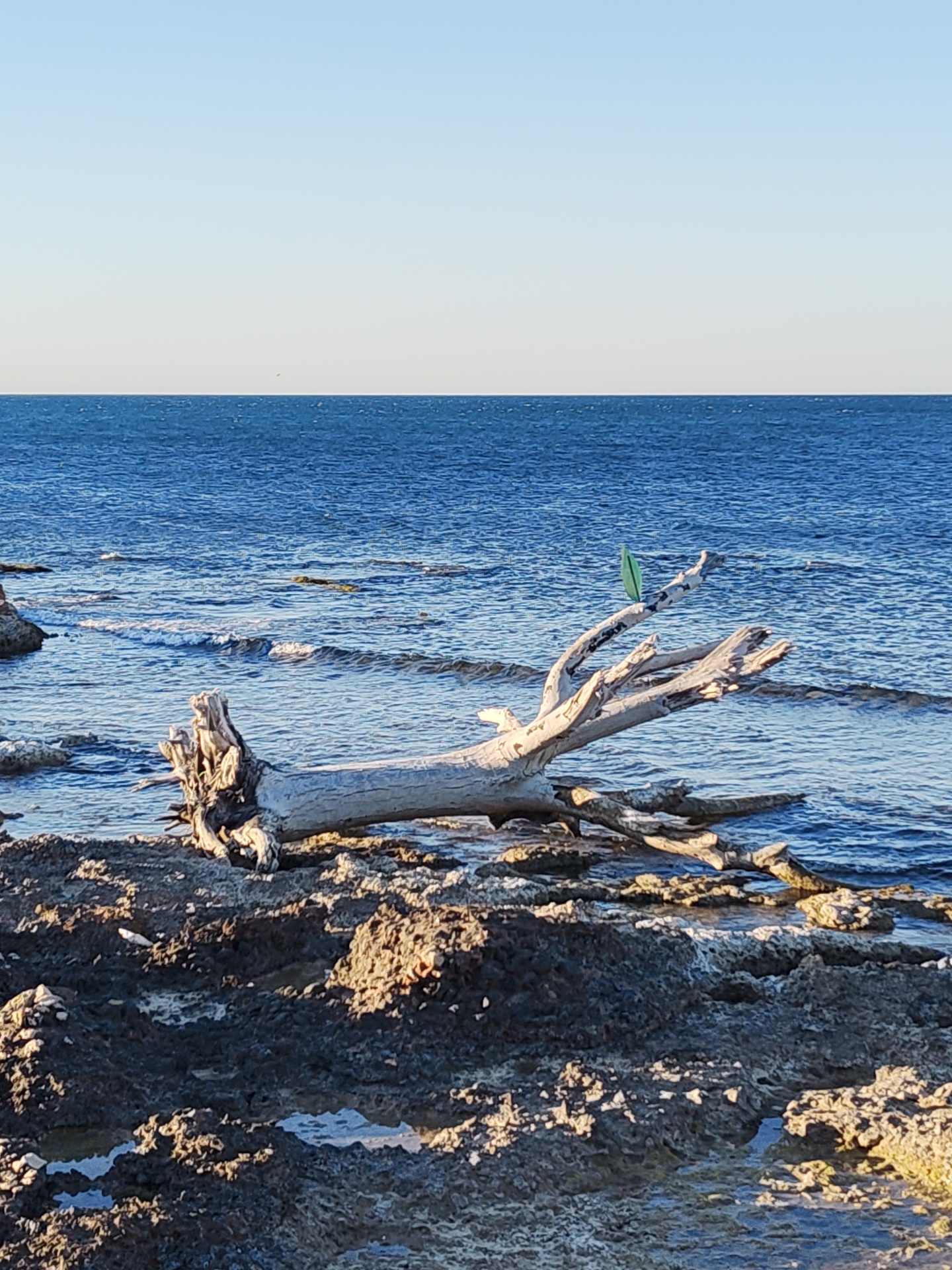 An outdoor, eye-level shot captures a serene coastal scene at Rotes, Spain, under a clear daytime sky. The foreground and midground are dominated by a large, bleached piece of driftwood lying horizontally on a dark, rocky shoreline. This weathered timber, with its gnarled roots and branches, extends into the deep blue Mediterranean Sea. Perched prominently on one of its branches is a small, bright green, leaf-shaped object, possibly a decorative item or a piece of plastic.
The sea, a rich azure, exhibits gentle ripples and small breaking waves along the shore. A clear, straight horizon separates the ocean from a pale blue sky that gradually lightens towards the zenith. The rocky shore is dark and uneven, displaying various textures and small tide pools reflecting the sky. Strong, directional sunlight illuminates the scene, creating distinct shadows and highlighting the rugged details of the rocks and driftwood, suggesting a late morning or early afternoon setting. There are no people or visible text in the image. The overall impression is one of natural beauty and tranquility.