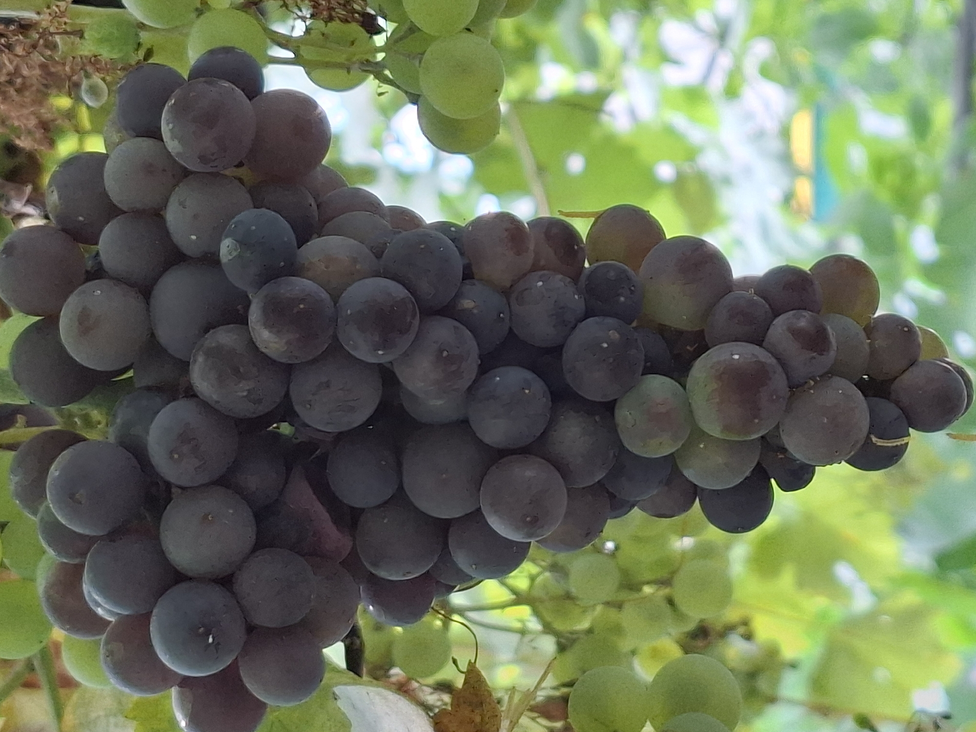 The image displays a close-up view of a cluster of dark purple grapes hanging from a vine. The grapes are plump and round, with some appearing slightly dusty or having tiny water droplets on their surface. The cluster is dense, with individual grapes tightly packed together. In the background, out-of-focus green leaves and lighter green grapes are visible, suggesting a vineyard or garden setting. The lighting suggests it is daytime. The provided image does not contain any contextual information or visual cues that would allow for the identification of its specific location within the city of Almaty, Kazakhstan.