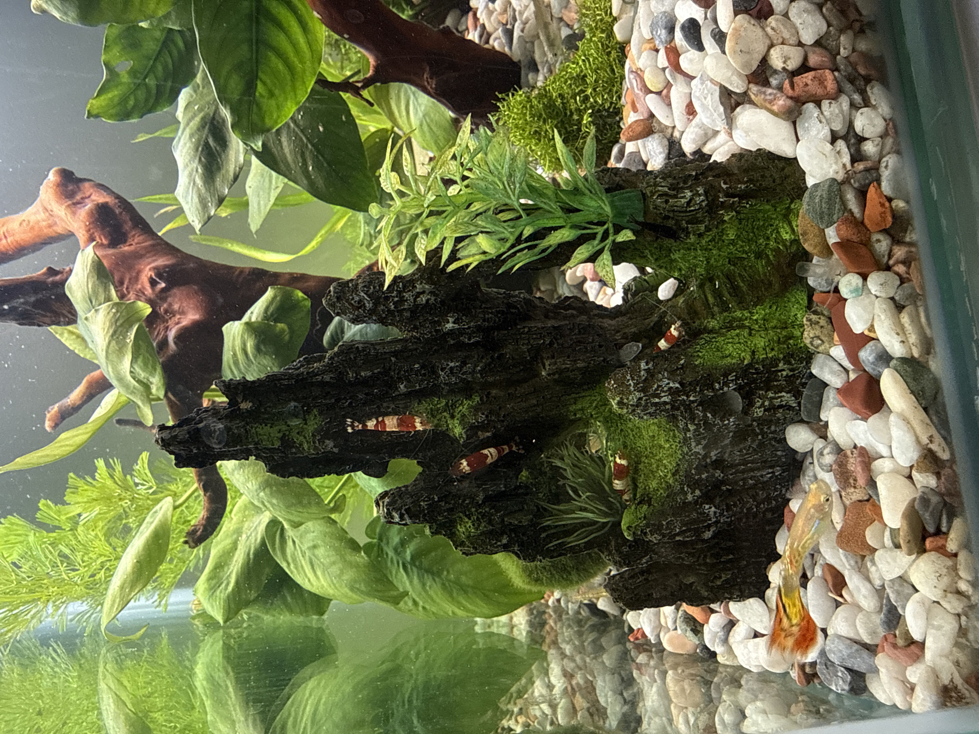 This image depicts an aquarium. Inside, there's a rock formation covered in green moss, driftwood, and various plants. Several red and white Crystal Red Shrimp are visible on the rock. A small fish, possibly a guppy, is positioned among the white and grey river rocks on the bottom of the tank. The environment is aquatic. There is no evidence suggesting the location in Krasnoyarsk, Russia.