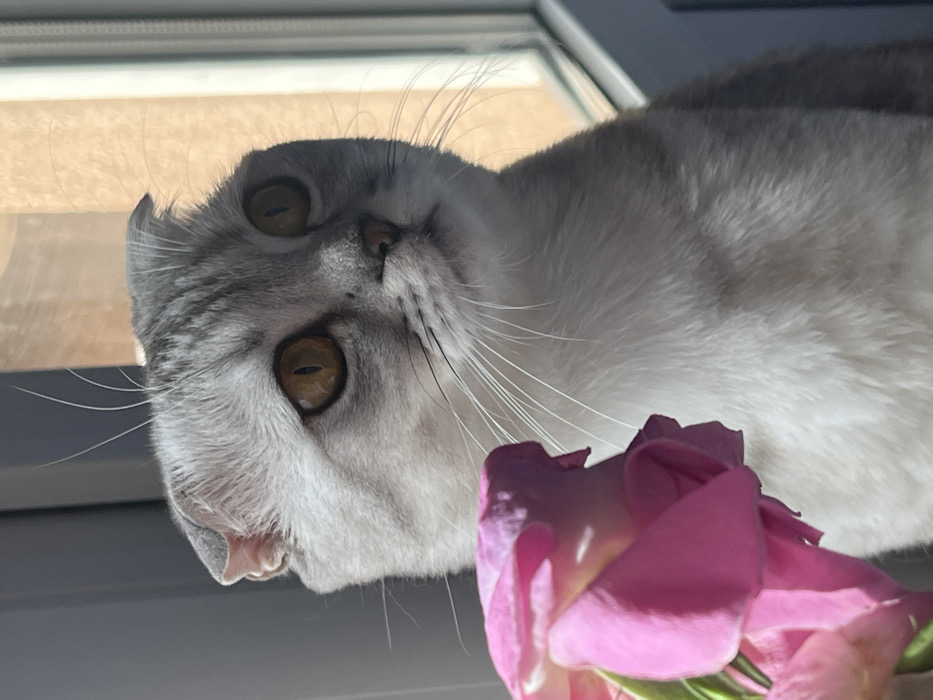 A Scottish Fold cat, predominantly light grey with tabby markings and white fur on its chest, is depicted indoors in Zvezda, Russia. The cat possesses distinctive folded ears and large, amber-colored eyes, which are directed slightly upwards and to the right of the frame. Long white whiskers extend from its muzzle. In the immediate foreground, to the left, a cluster of pink roses is partially visible, appearing slightly out of focus. The scene is illuminated by natural light, likely from a window, creating highlights on the cat's fur and the rose petals. A window frame is partially visible on the right side of the image, and the background beyond the window is blurred, showing muted tones suggestive of an outdoor environment.