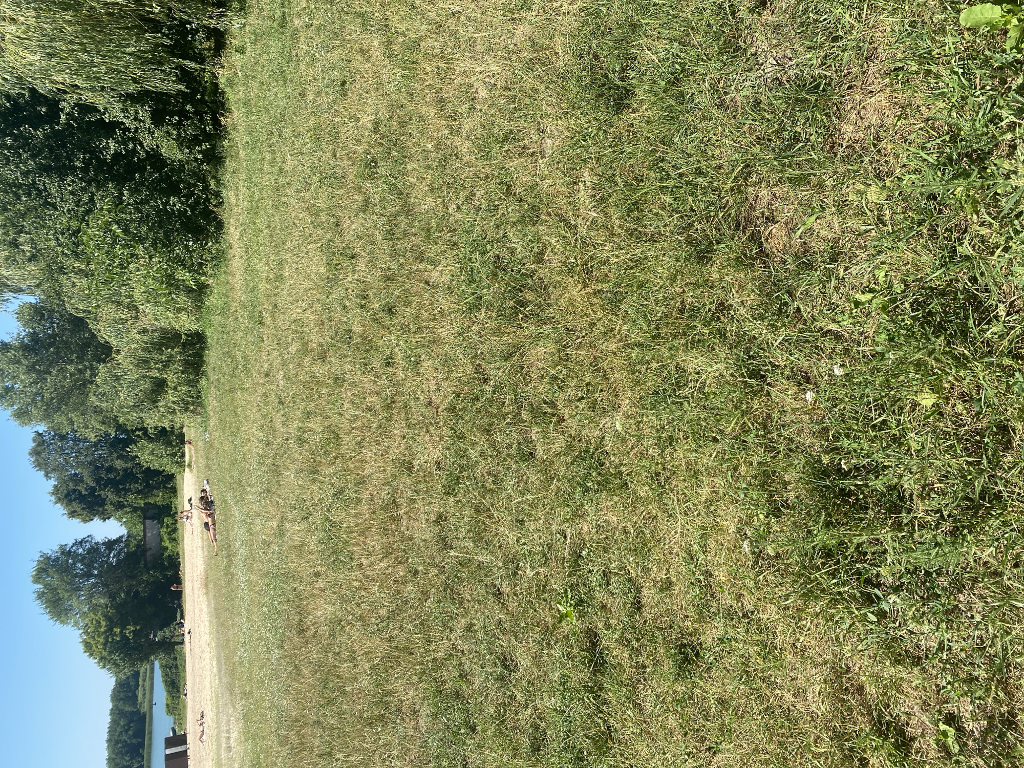 This is a medium-angle, outdoor, daytime photograph of a grassy area in front of a sandy beach and a body of water. The foreground is dominated by green and yellow grass, with some areas appearing dry and brown. In the mid-ground, a sandy beach is visible, with several individuals sunbathing. Further in the background, a body of water is present, lined by trees. The sky is clear and blue. The scene appears to be a public park or recreational area, possibly a beach resort.