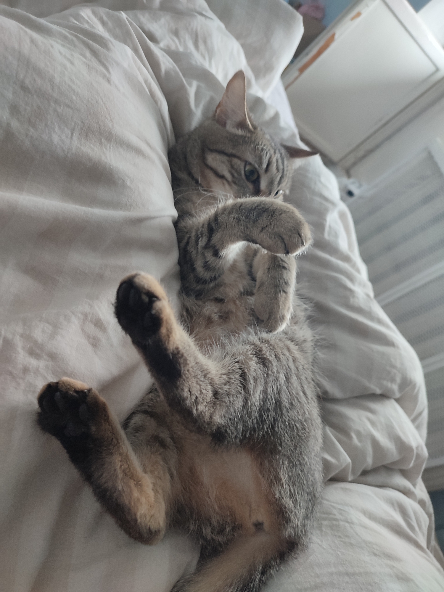 A gray tabby cat is lying on its back on a rumpled, light-colored bed. The cat has its paws raised in the air, with its head turned to the right. The background includes a white wall and a partially visible white cabinet. The location is Chaikovsky, Russia.