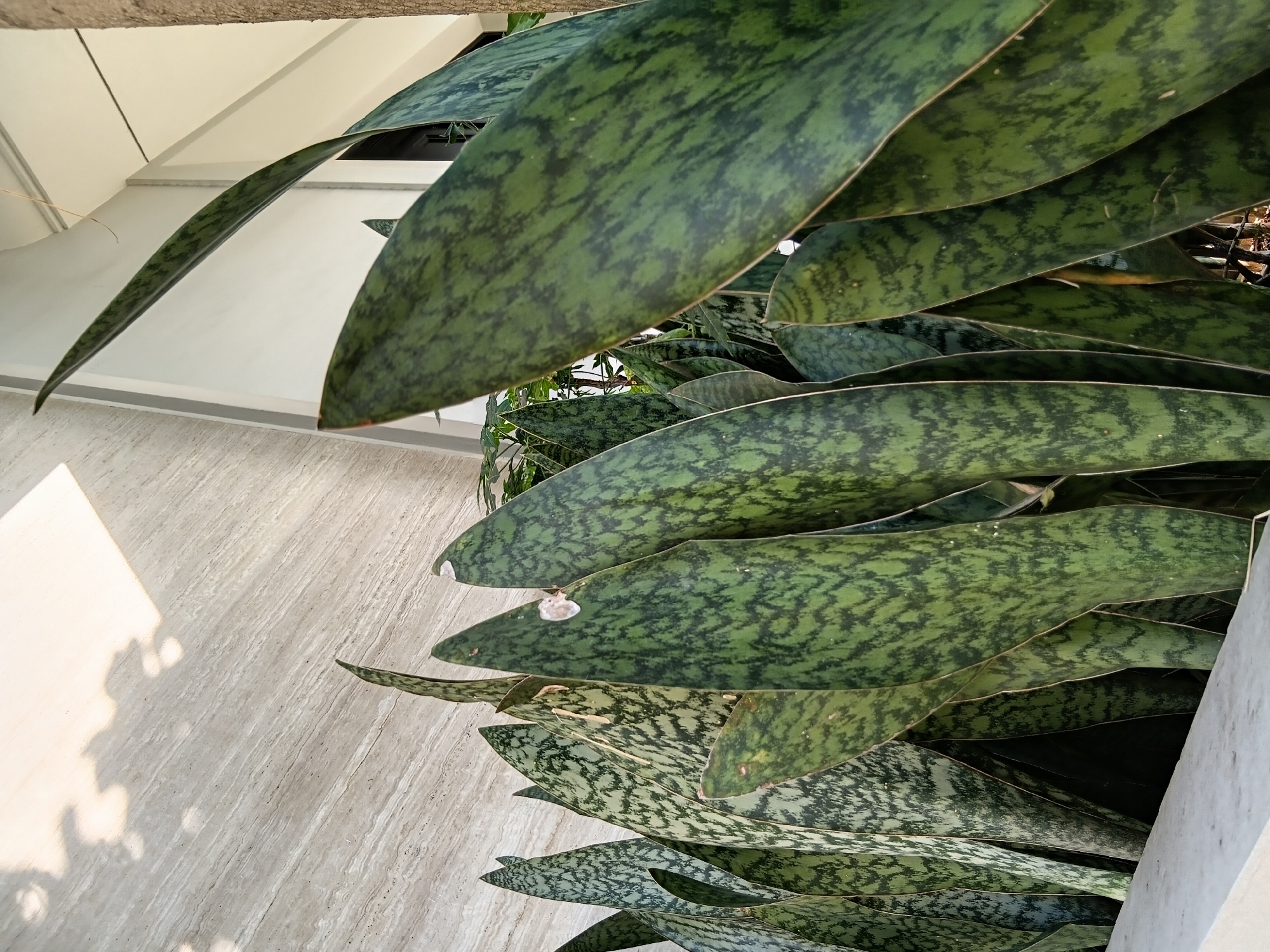 A close-up, low-angle shot captures a cluster of vibrant green snake plants against a textured light gray wall. The plants, characterized by their long, sword-shaped leaves with dark green, wavy patterns, fill the foreground. Some leaves are lighter green with a more intricate mottling. Shadows of foliage are cast on the wall behind, suggesting an outdoor or semi-outdoor setting. To the right, a portion of a tree trunk is visible. The overall scene appears to be a well-maintained exterior, potentially a garden or entrance area, in Surabaya, Indonesia.