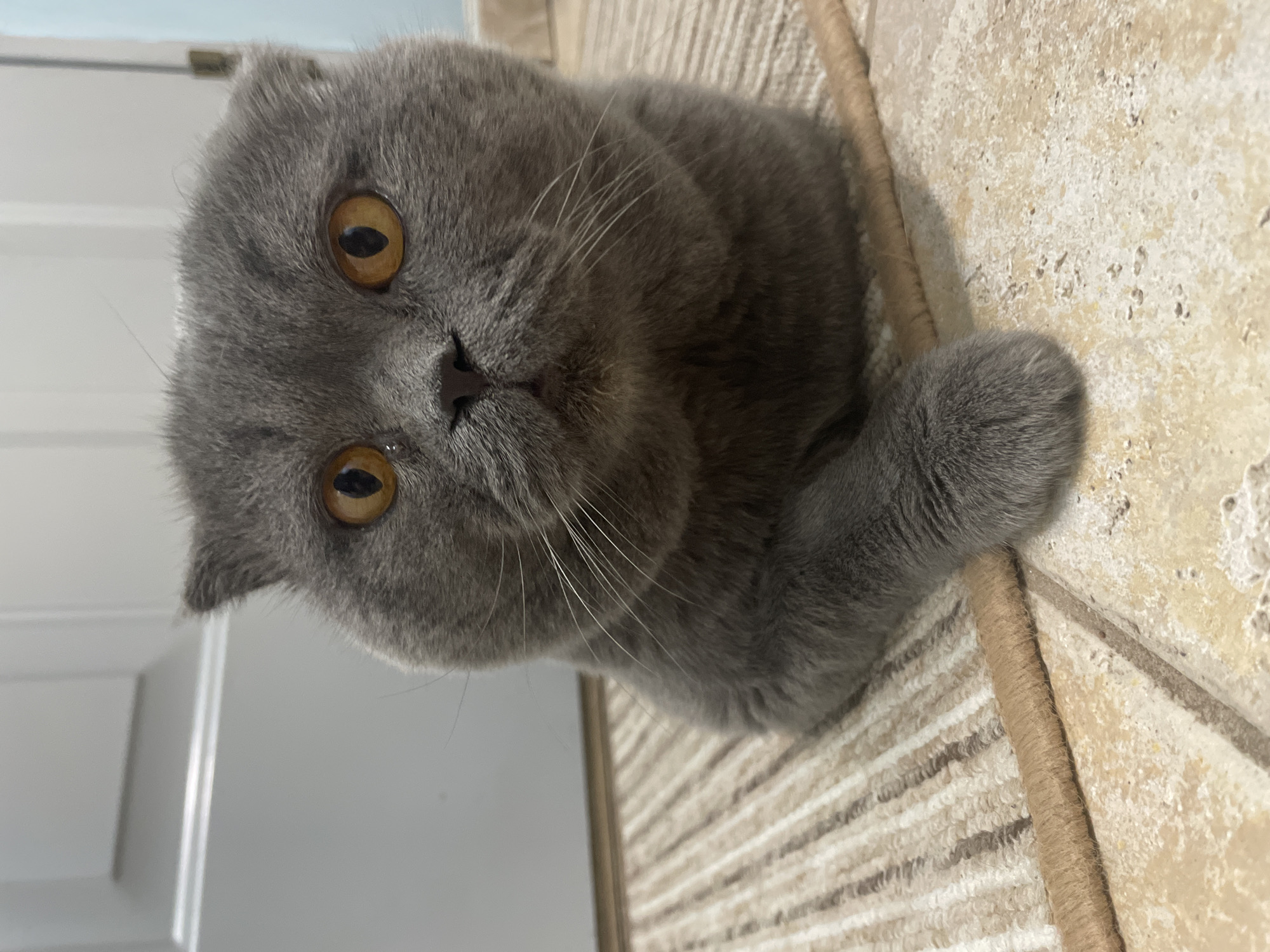 A gray Scottish Fold cat is lying on a beige and tan striped rug, with a beige tile floor visible on the right side. Part of a white door is visible to the left. The cat is looking directly at the camera. The location is Unknown, Unknown.