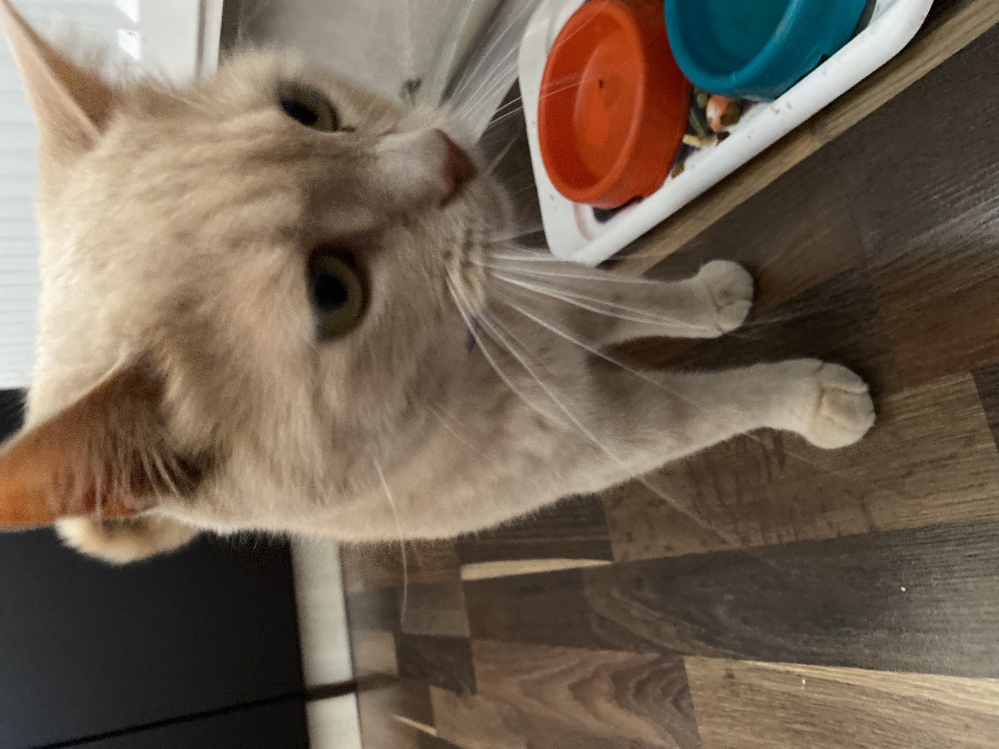 An adult, ginger tabby cat with green eyes stands on a wooden floor. The cat is facing slightly to the right and looking down. To the right of the cat is a white tray containing two pet bowls, one orange and one blue. The background is out of focus, but appears to be an indoor setting with dark cabinetry on the left.