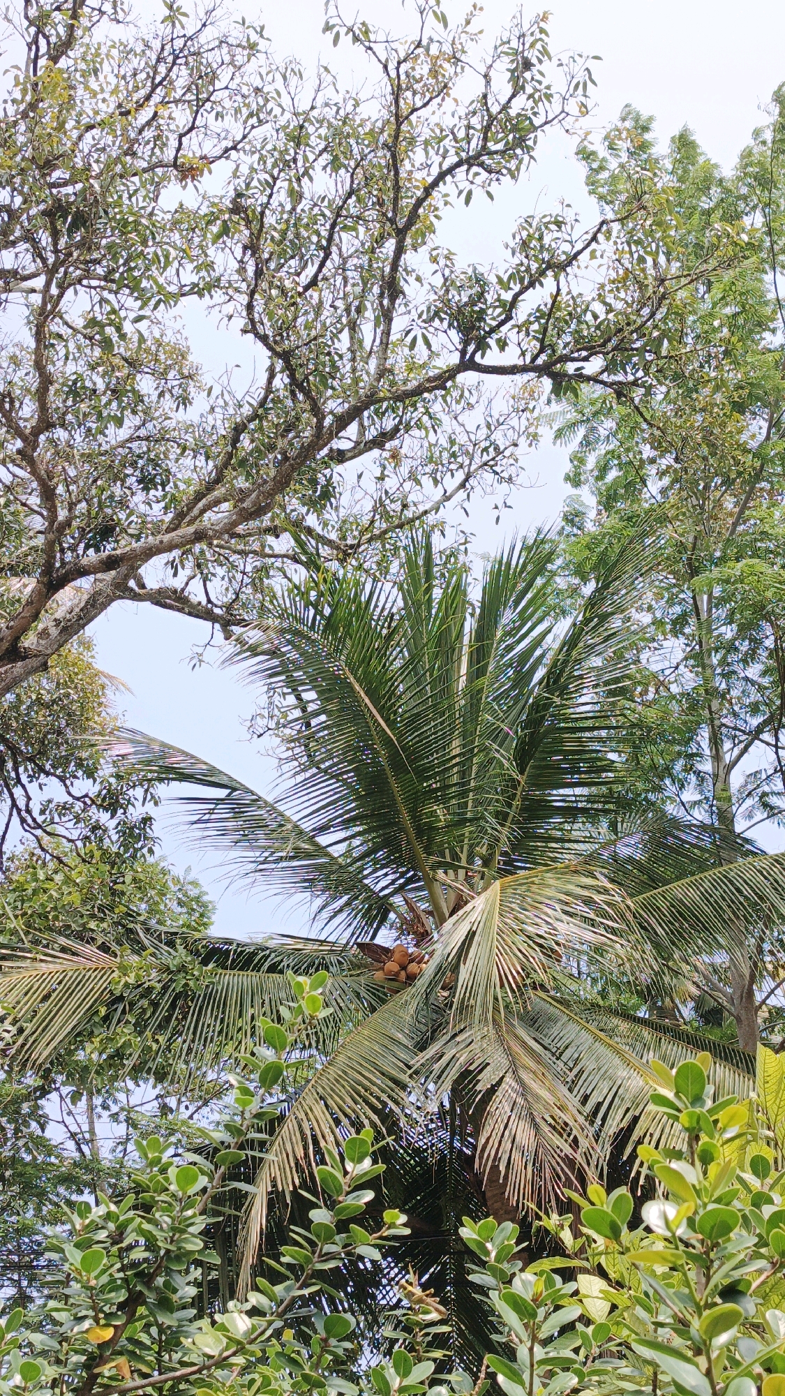 This image depicts a cluster of trees and vegetation against a bright sky. In the foreground, lush green leaves from lower-lying plants form a dense layer. Dominating the mid-ground is the frond of a coconut palm tree, with its characteristic long, slender leaves arching outwards. A cluster of coconuts, appearing golden-brown in color, is visible nestled within the palm fronds. Behind the coconut palm, the branches and leaves of other trees are visible, some with a more sparse appearance and lighter green foliage, suggesting a different species. The upper portion of the image is filled with the branches and canopy of a large tree, its intricate network of twigs and leaves creating a textured silhouette against the pale sky. The overall impression is of a natural, outdoor environment, possibly a garden or a park, with diverse plant life. The scene is devoid of any human presence or discernible activity. This image was captured in Cintaratu, Indonesia.