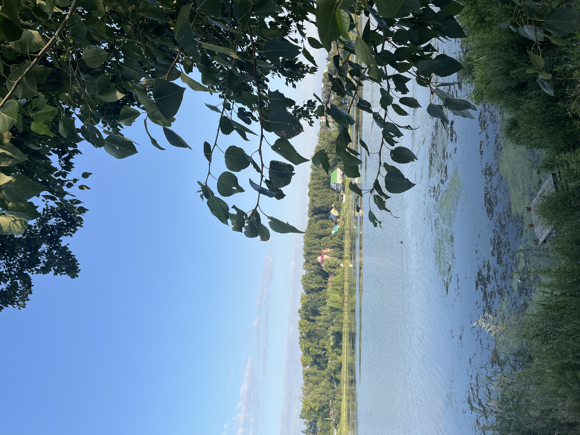 The image shows a calm body of water reflecting a clear blue sky with sparse white clouds. The foreground is dominated by lush green foliage, with branches and leaves of a tree framing the upper right portion of the scene and obscuring parts of the background. The middle ground features a verdant treeline on the opposite bank of the water, interspersed with scattered houses and buildings, including one with a red roof. The water itself appears somewhat murky in places, with patches of aquatic vegetation and a small wooden pier visible on the right side. A faint silhouette of a duck can be observed on the water. The overall atmosphere suggests a peaceful natural setting on the outskirts of a settlement, possibly in Blagoveshchensk, Russia, given the context of the request.