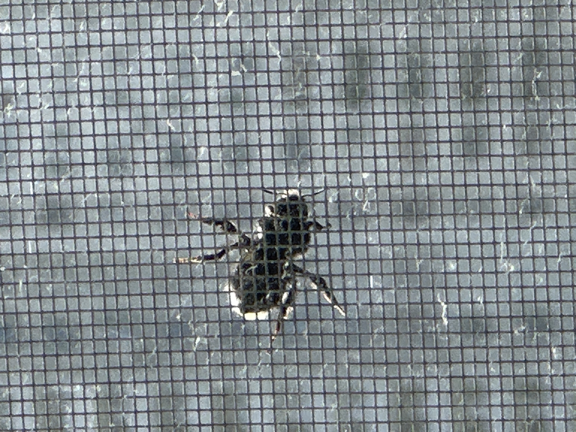 A close-up, high-angle shot shows a small, dark-colored insect with visible legs and antennae, clinging to a dark gray window screen. The insect appears to be in the center-left of the frame. The background, visible through the screen, is blurred and appears to be a light gray, suggesting an outdoor environment with diffuse lighting. No specific landmarks or features of Podolsk, Russia, are identifiable in this image. The insect's body is segmented, and it has a somewhat fuzzy texture. The screen mesh is clearly visible, creating a grid pattern over the entire image.