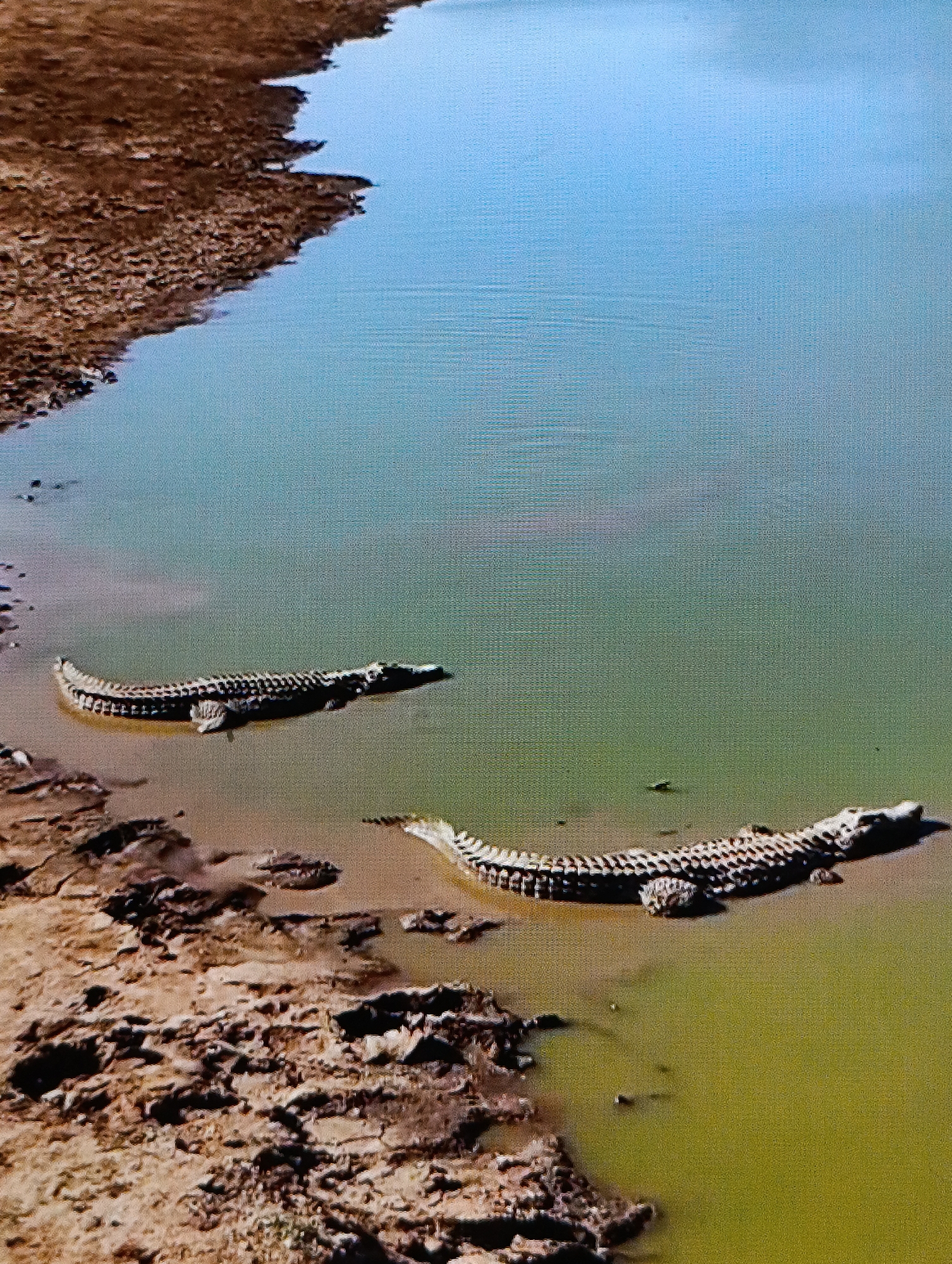 The image shows two crocodiles in a body of water. The water appears murky and greenish in color. The shoreline is visible, consisting of a dry, cracked mud surface. One crocodile is positioned closer to the shoreline, while the other is further out in the water. The location is unspecified; the city and state are noted as Unknown.