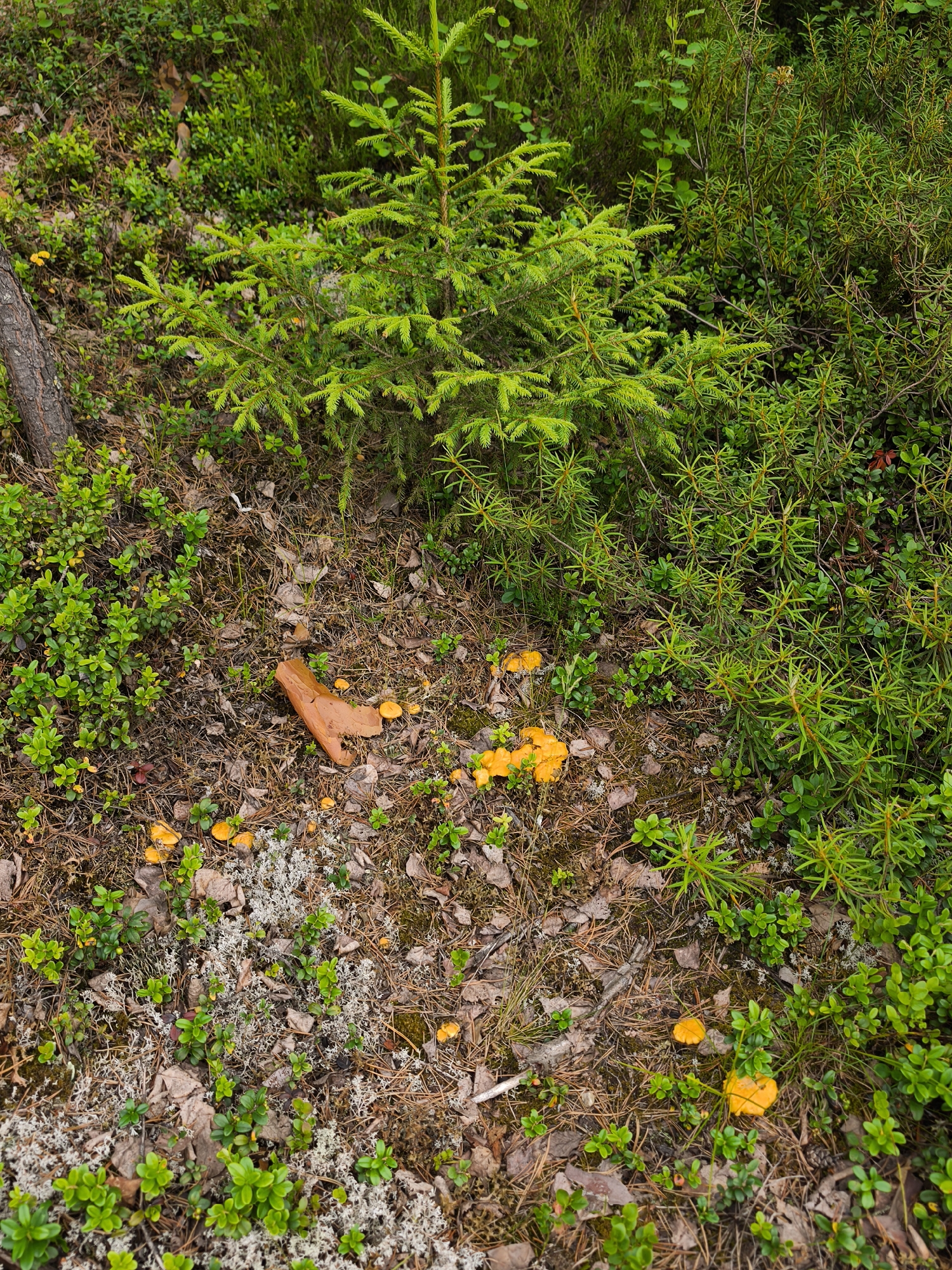 The image depicts a forest floor in Peski, Russia, characterized by dense undergrowth, pine needles, fallen leaves, and patches of lichen. A young spruce tree stands prominently in the center of the frame. Scattered across the ground are numerous small, bright orange mushrooms. A broken piece of orange plastic material, possibly from a discarded item, lies amongst the natural debris. The environment suggests a damp, wooded area typical of a forest ecosystem. There are no people or animals visible in the image, and no actions or interactions are taking place.