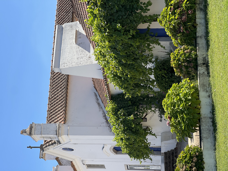 The image displays an exterior view of a white-washed building situated in Coruche, Portugal, under a clear blue sky. The structure features a reddish-brown terracotta tiled roof. On the left, a section of the building presents architectural details consistent with a chapel, including a small cross fixed at the roof's apex and a decorative white bell tower or pinnacle. This section also shows a small, oval window with a blue frame and a rectangular window with a white frame. A series of dark stone steps ascends to a white door with glass panels on the far left. Further along the building's facade, a prominent, rectangular, white-washed chimney-like structure with a ventilation grate is visible. Vibrant green leafy vines are extensively draped across the white walls, creating natural canopies and partially obscuring a blue door. In the mid-ground, a low, weathered white concrete or stone retaining wall separates a neatly cut green lawn in the foreground from garden beds. These beds contain several large, lush green shrubs, identifiable as hydrangeas, some displaying clusters of dried, pale pink, or purple blooms. No individuals or animals are present in the scene.