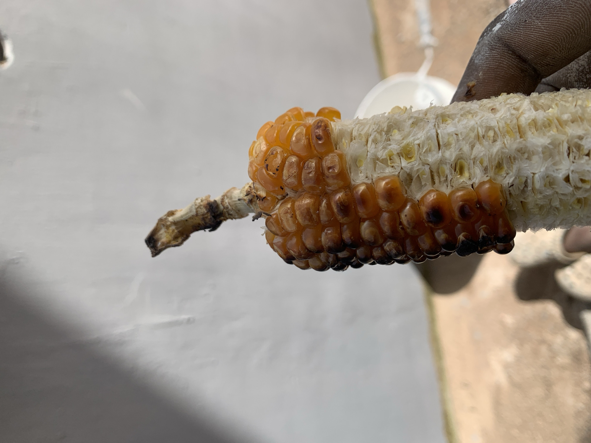 In Bukuru, Nigeria, a hand with dark skin and dirt on its fingers holds a partially eaten cob of corn. The corn cob, with its kernels a vibrant orange-yellow, shows signs of being roasted, with some kernels appearing slightly charred. The cob is positioned vertically, with the stem at the top. The background is blurred, featuring a grey wall on the left and a sandy-colored ground on the right.