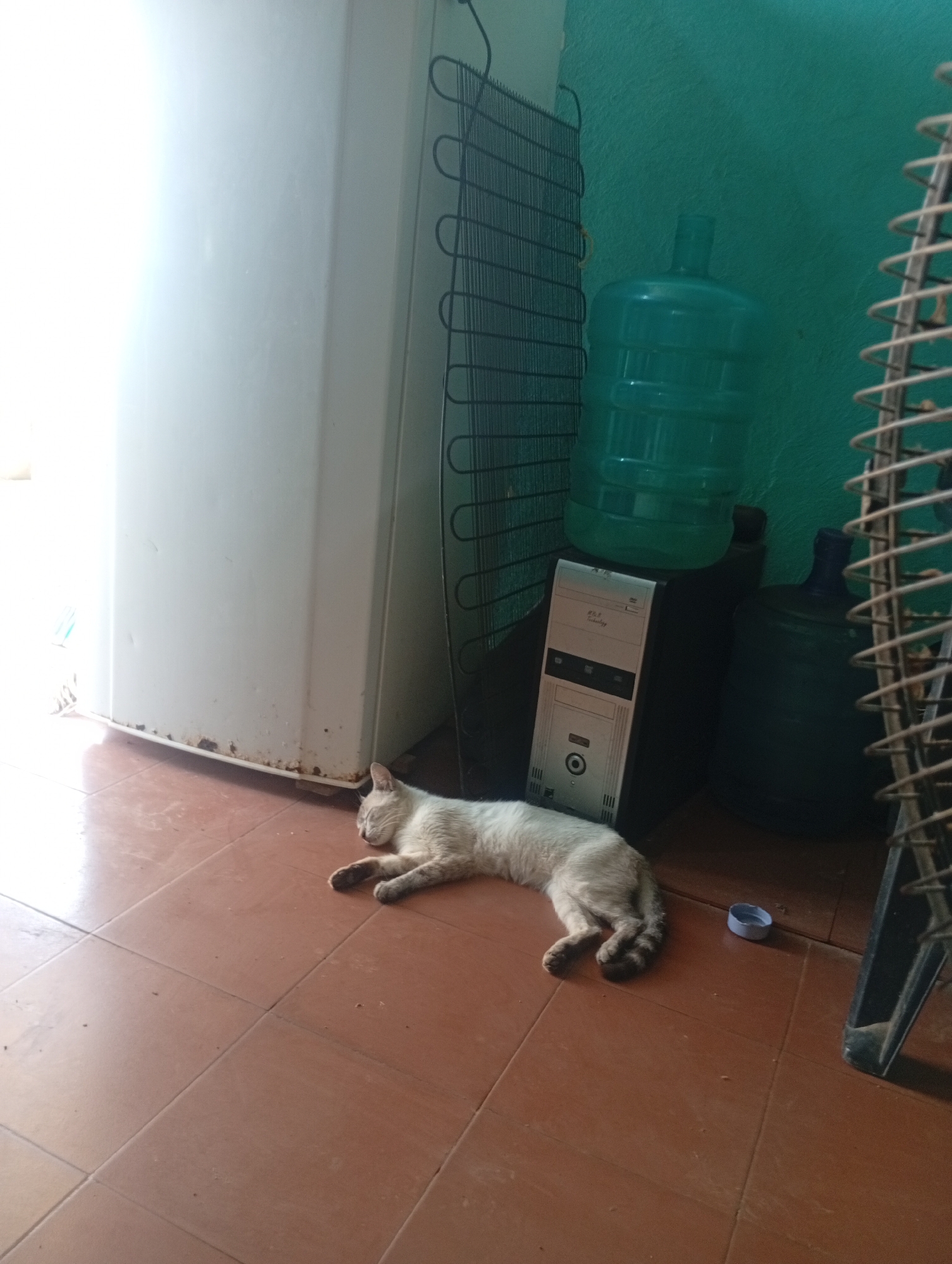 A cat sleeps on a red-tiled floor next to a white refrigerator and a computer tower. Two large blue water jugs sit atop the tower. Part of a metal fan is visible on the right. The wall is painted teal. The location is Altagracia, Venezuela.