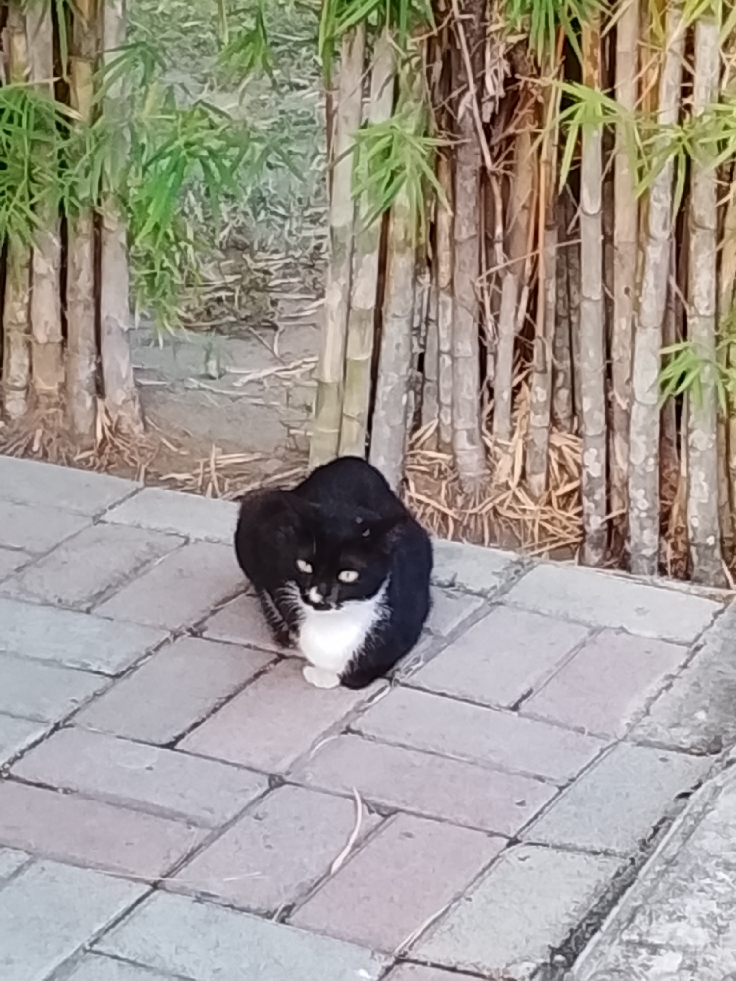 A black and white cat is sitting on a paved walkway in front of a bamboo grove. The cat is facing the camera with its front paws tucked underneath its body. Its fur is primarily black with a white chest and muzzle. The bamboo stalks are tall and thin, with green leaves at the top. The walkway is made of rectangular paving stones in varying shades of gray and pink. The scene appears to be outdoors in a temperate environment. There is no information available about the specific location in Lhokseumawe, Indonesia.