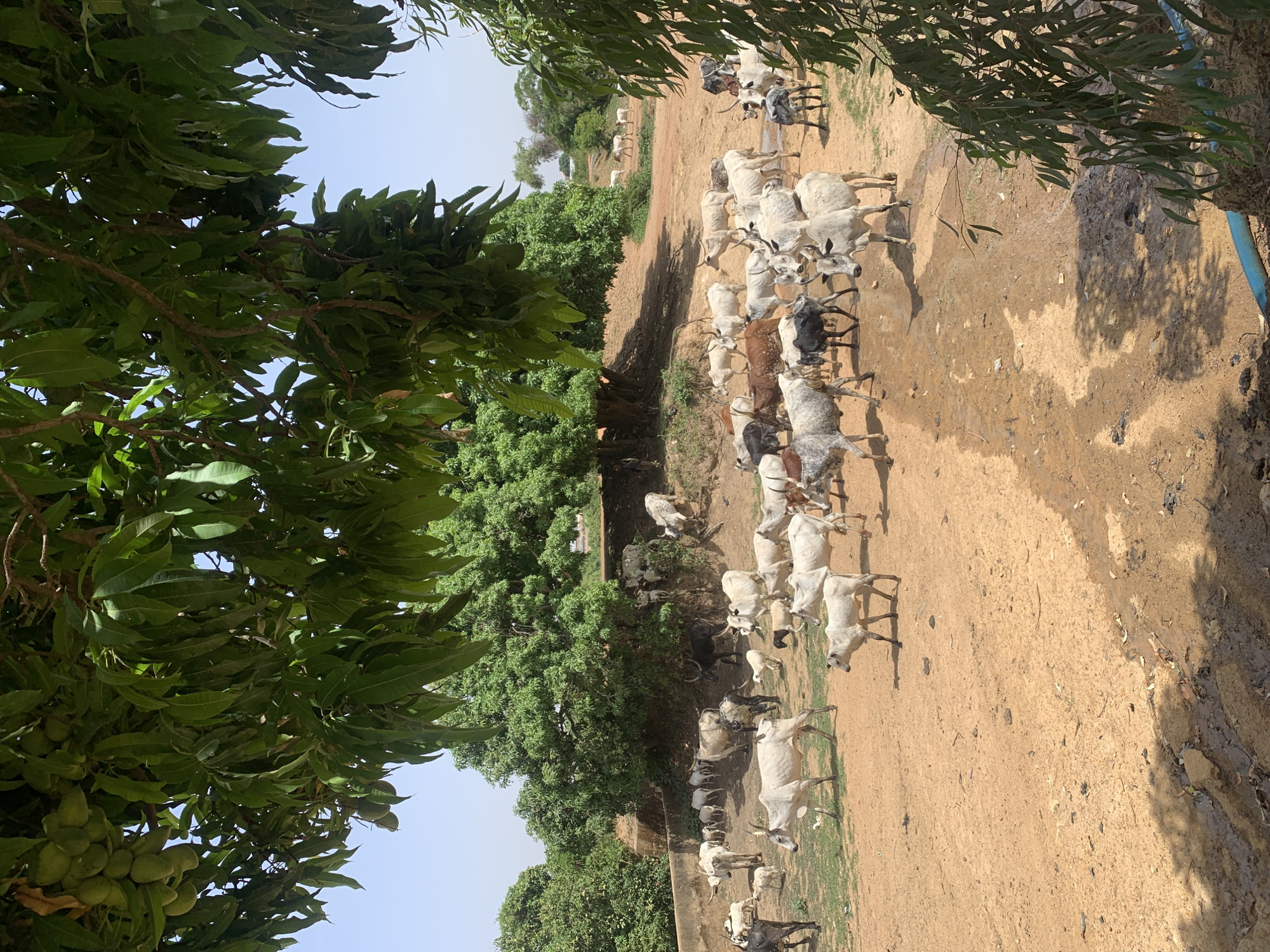 A rural scene in Gwafan, Nigeria, features a herd of cattle predominantly white, grey, and black in color. The cattle are standing on a dirt path flanked by trees and vegetation. One tree is on the left with clusters of green fruit. The ground is dry and parched in some areas, with evidence of standing water on the right side. There are no visible people in the scene.
